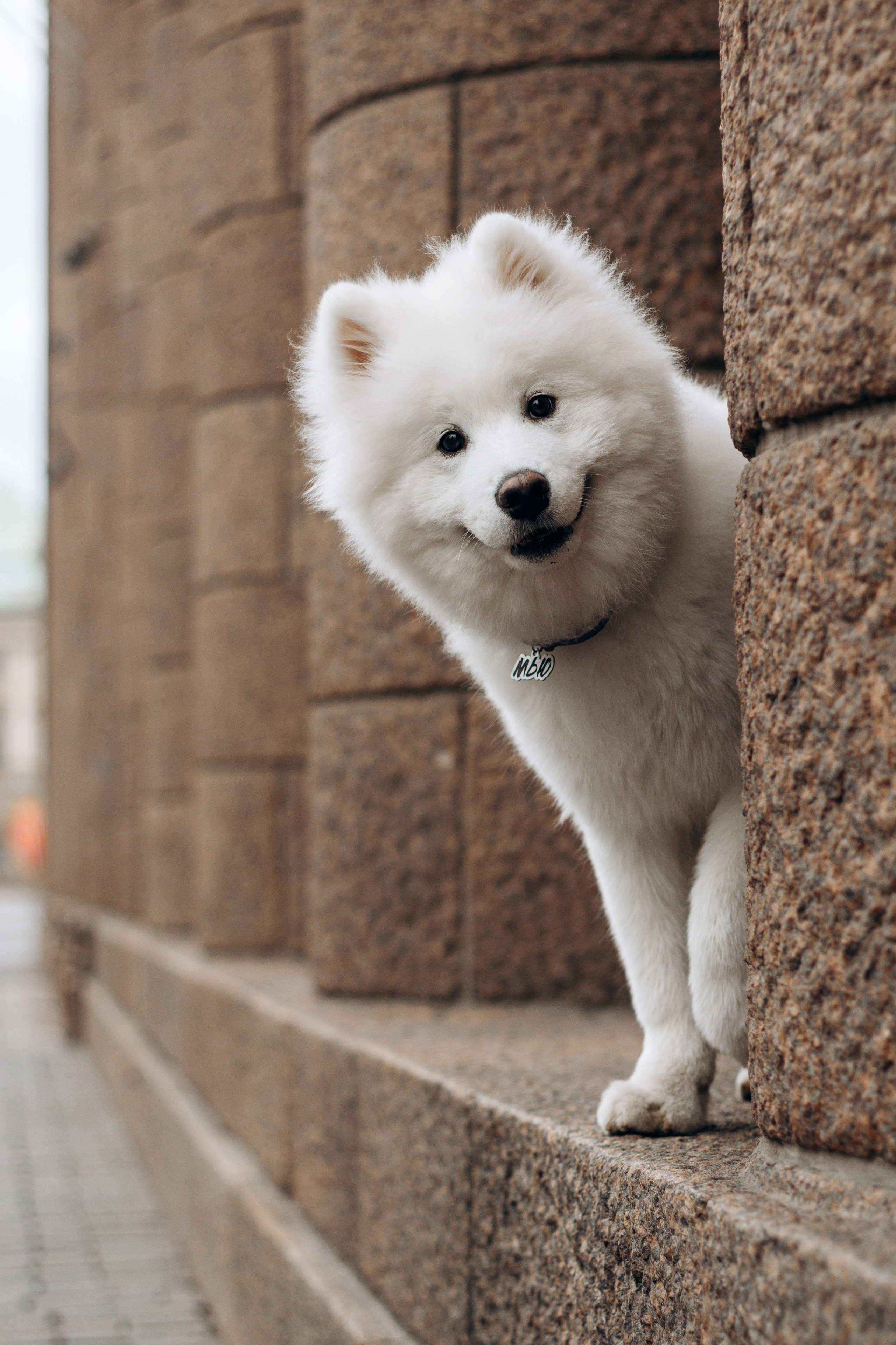 Юля, Миша и Мью. Фотограф-анималист в Санкт-Петербурге