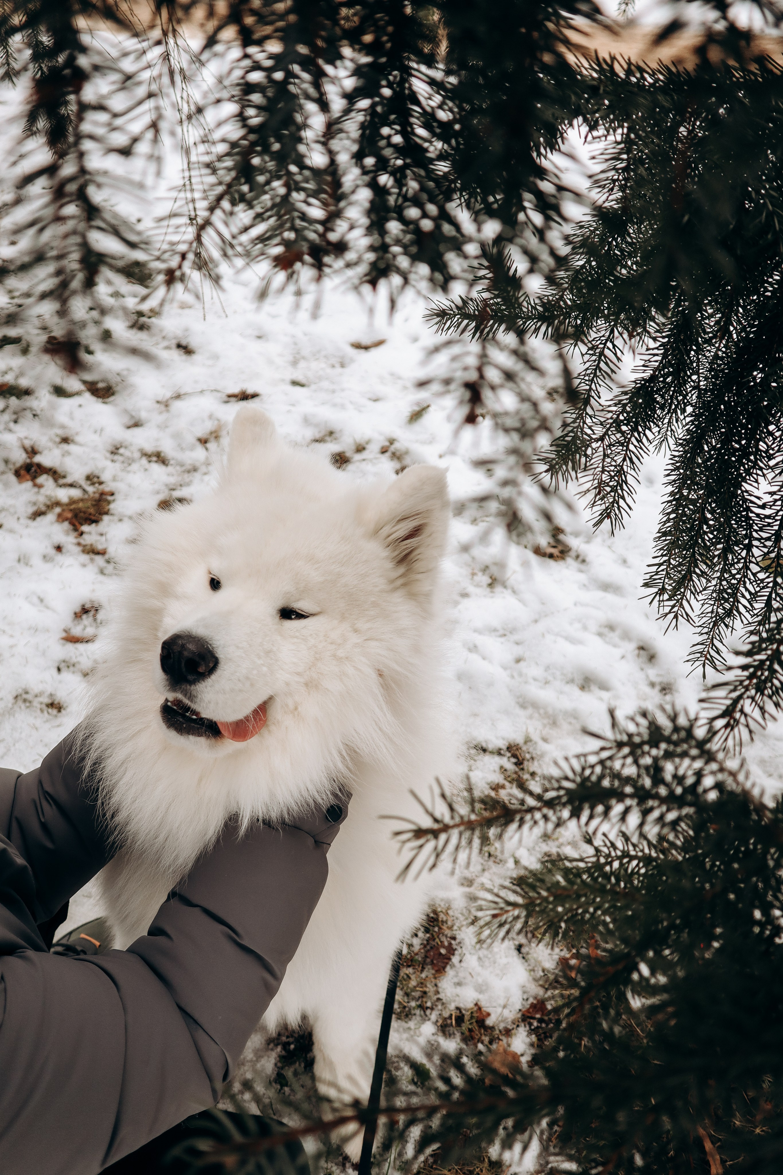 Даша и Локи. Фотограф-анималист в Санкт-Петербурге