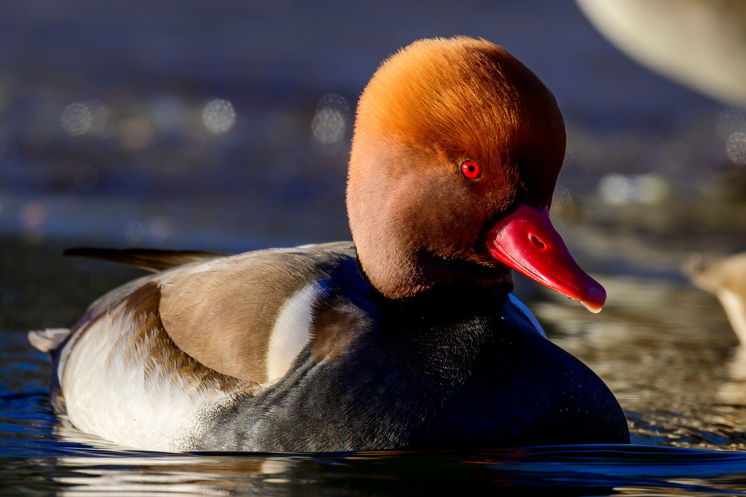 Нырки. Pochards. Фотограф Сергей Пупонин
