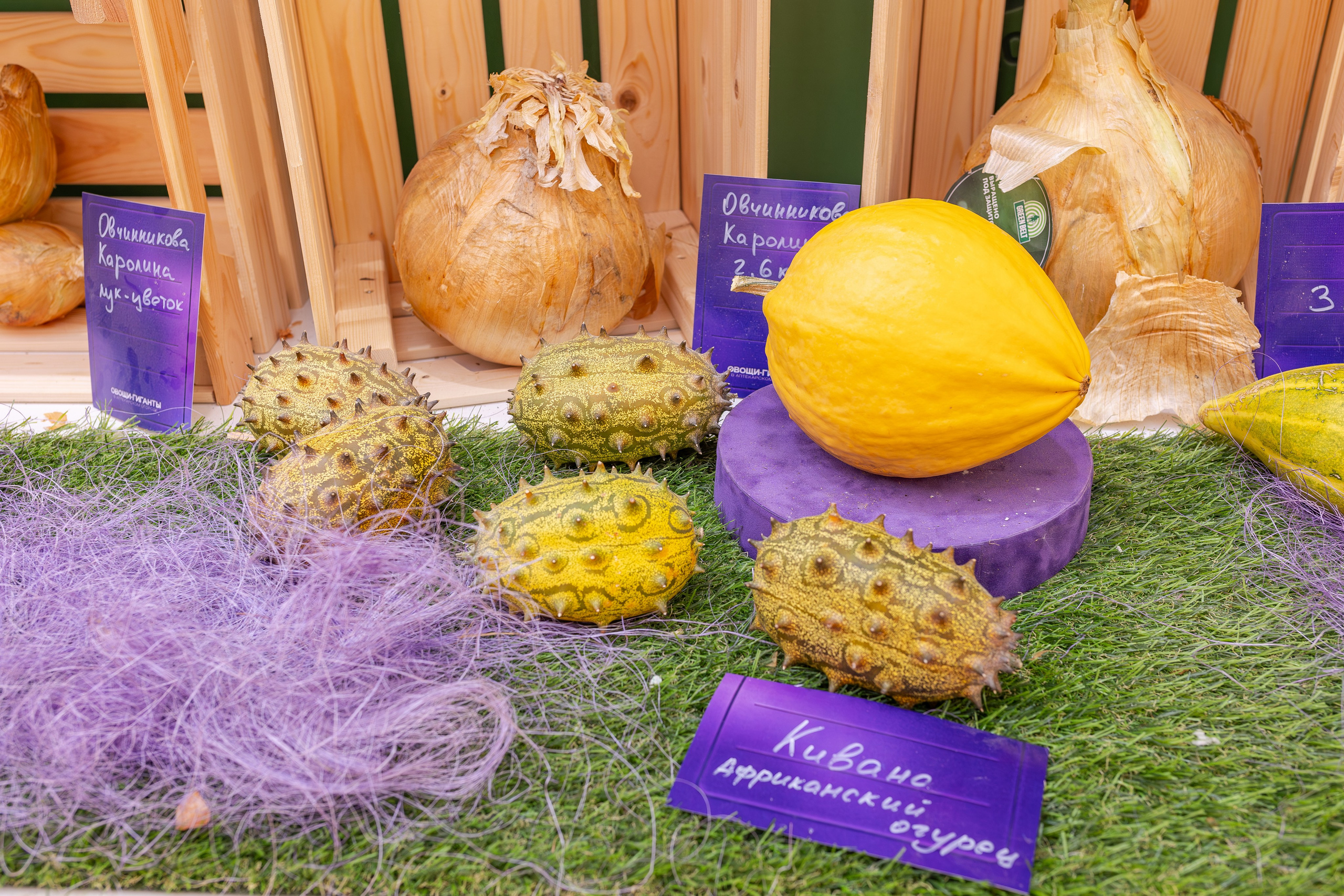 Овощи-гиганты. Александра Куликова фотограф, Москва