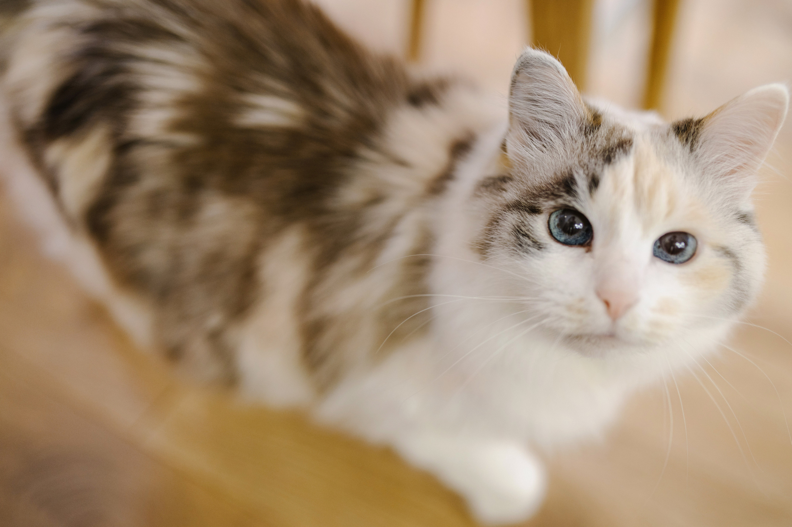 Deva Maria. Фотограф Александр Смирнов