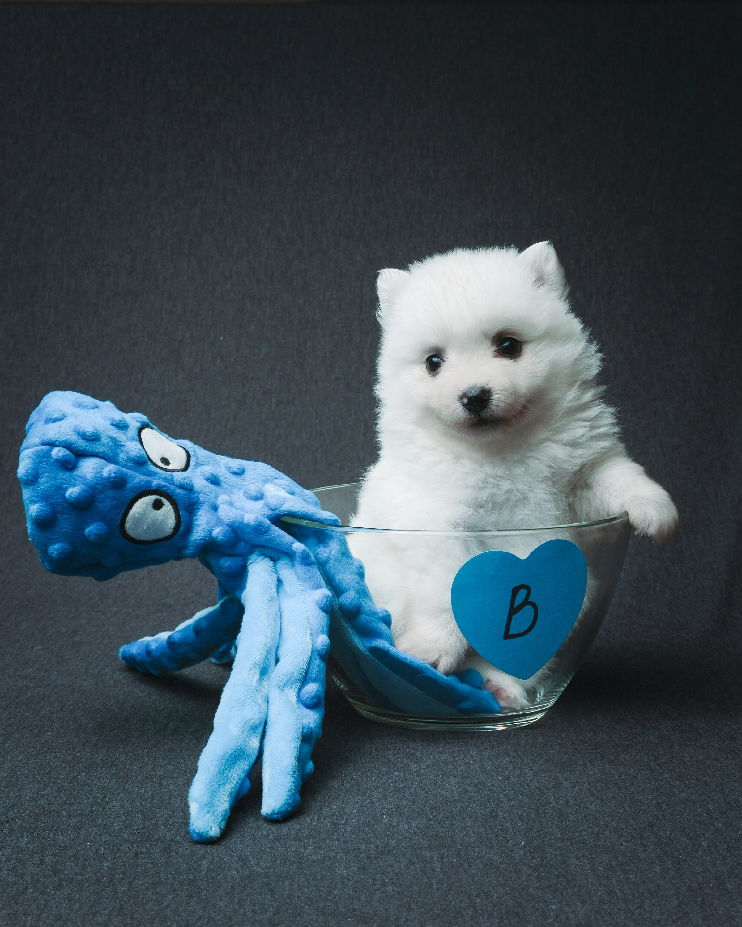 Съемка животных, собак, щенков, фото помета, портрет питомцев. Портретный и семейный фотограф в Перми Лена Лоза. Портрет для бизнеса