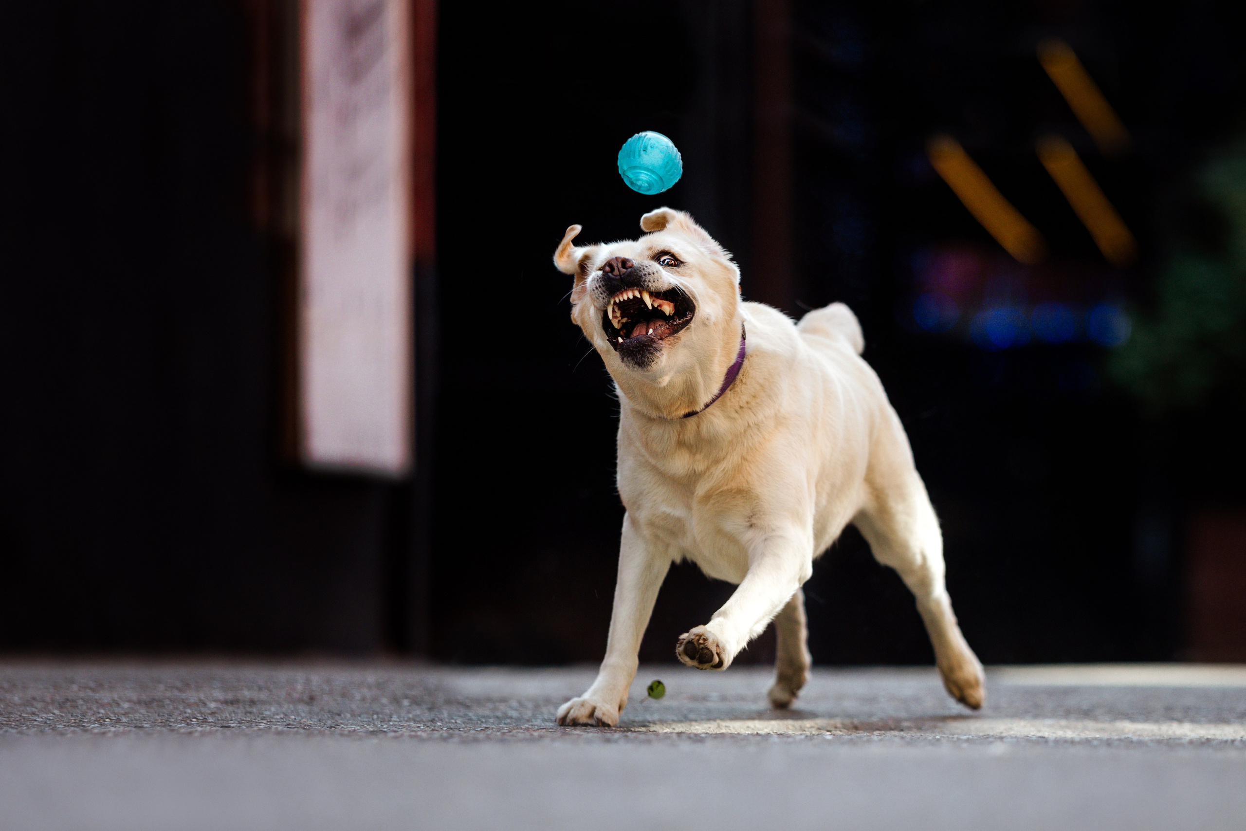 Как я выбираю, на какой объектив снимать животных?