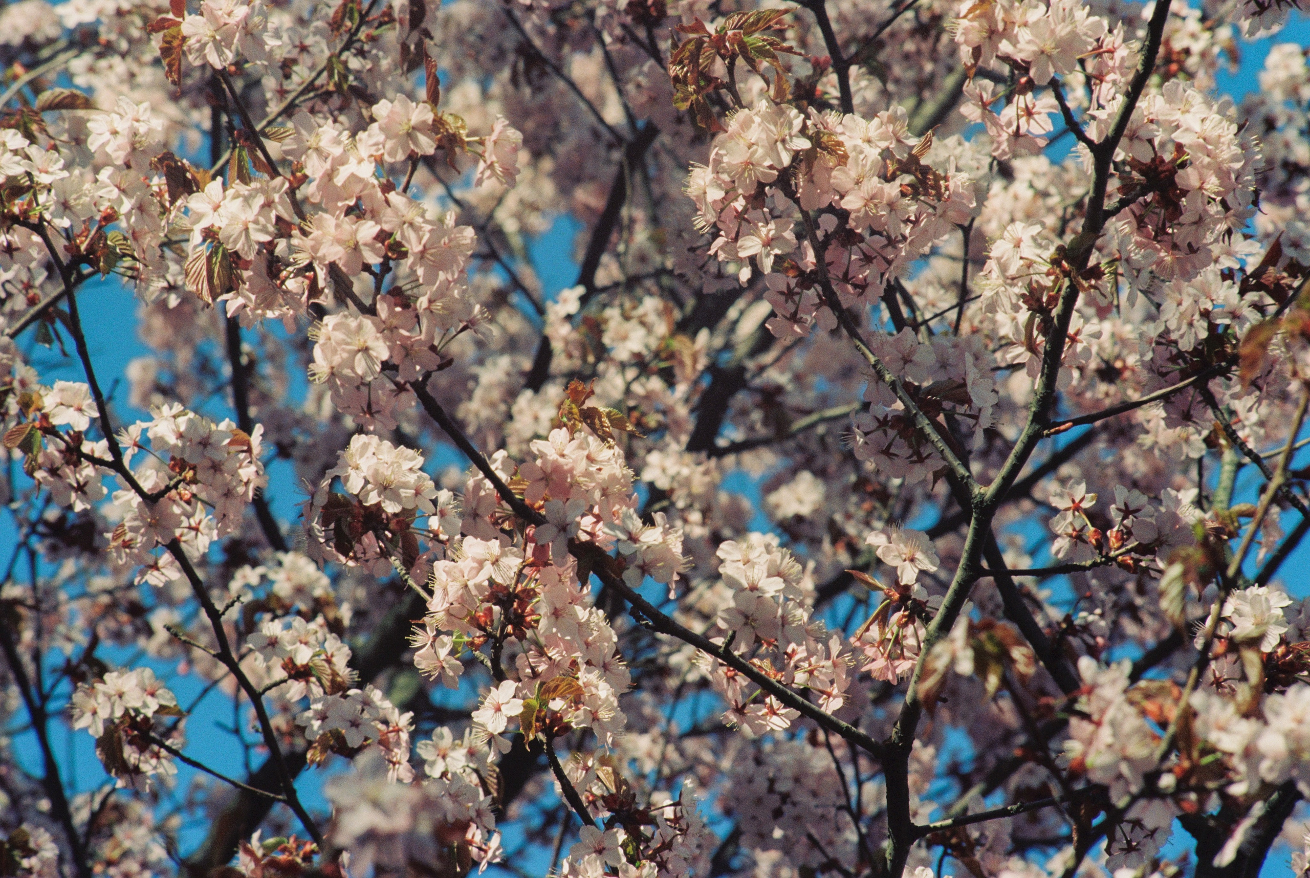 Плёночная весна 2025. Илья Михачёв Фотограф ПРО людей