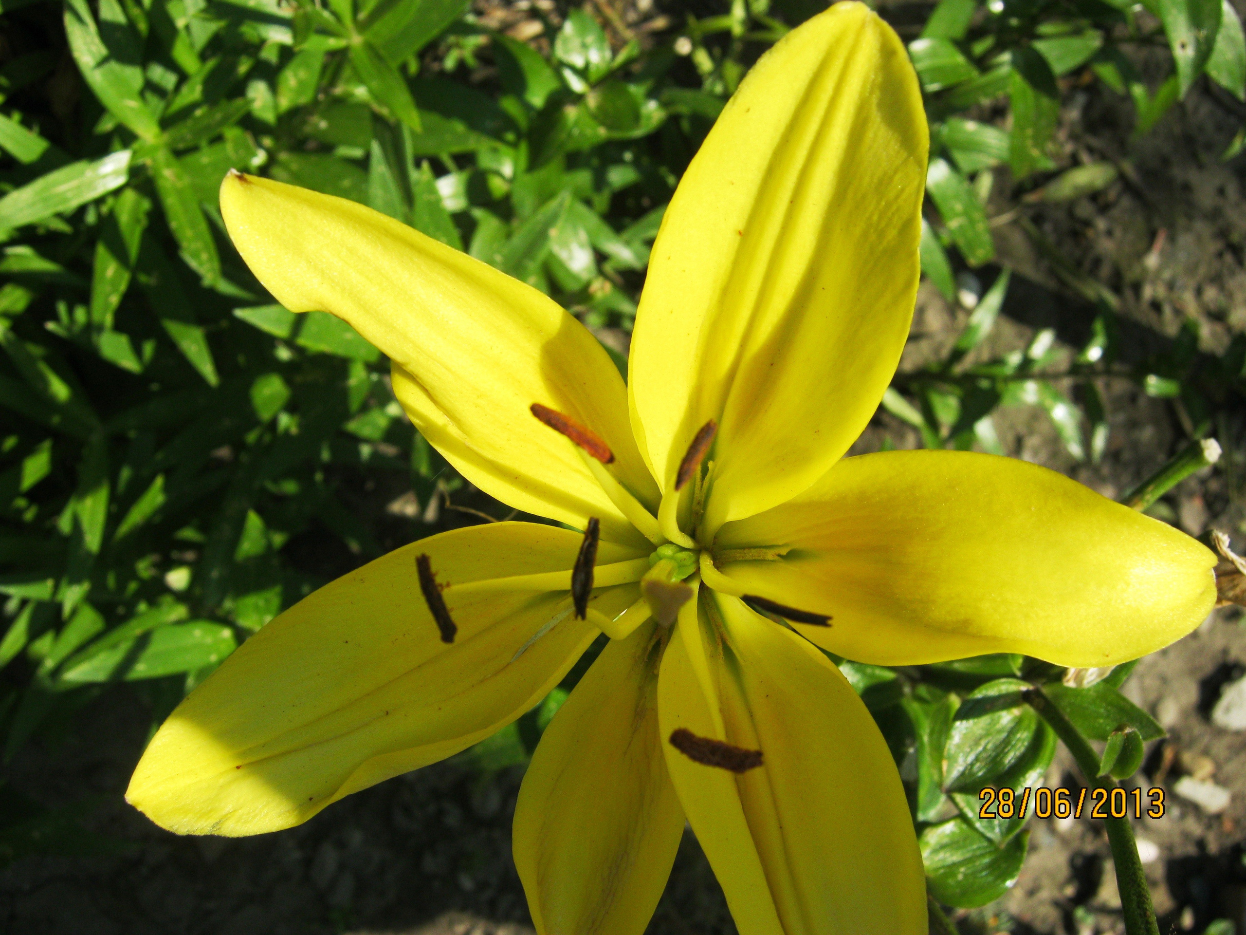 На Больничной 28.06.2013. Семейный, Свадебный фотограф СПБ Питер— Романова Екатерина