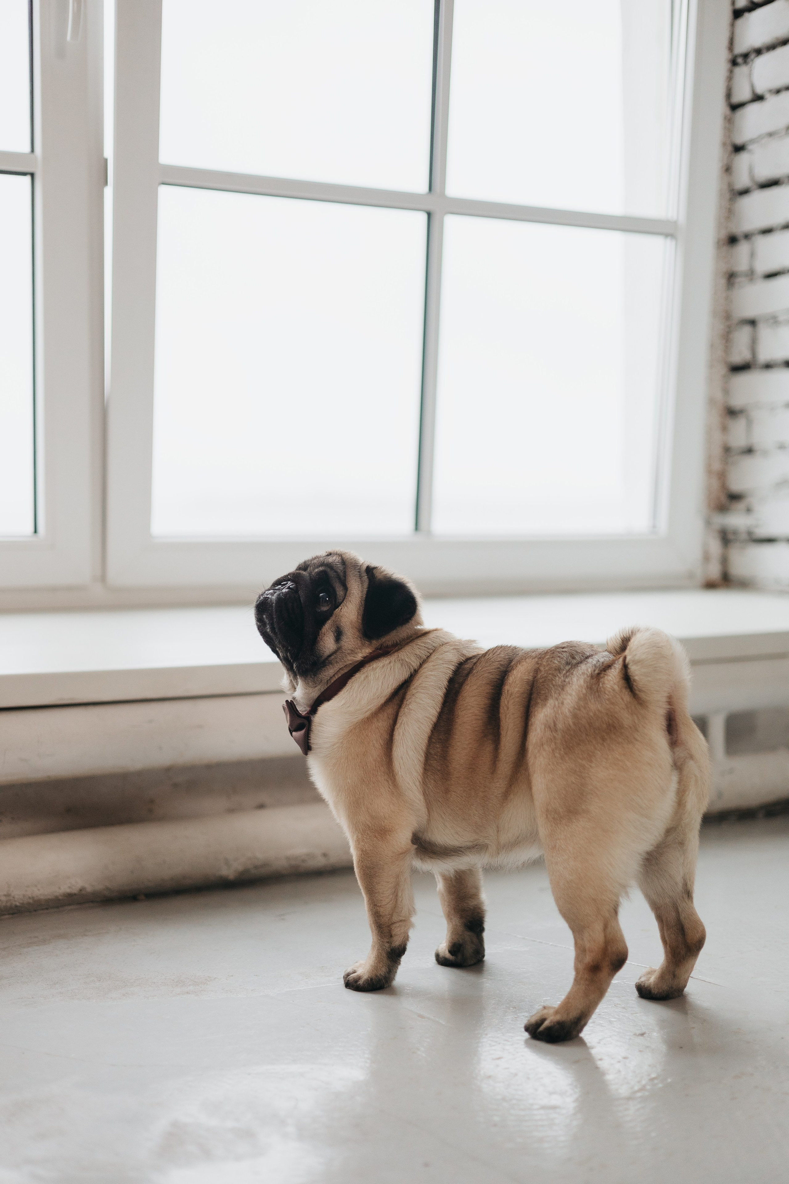 Полина, Артем и Гарри. Фотограф животных Евгения Верцинская