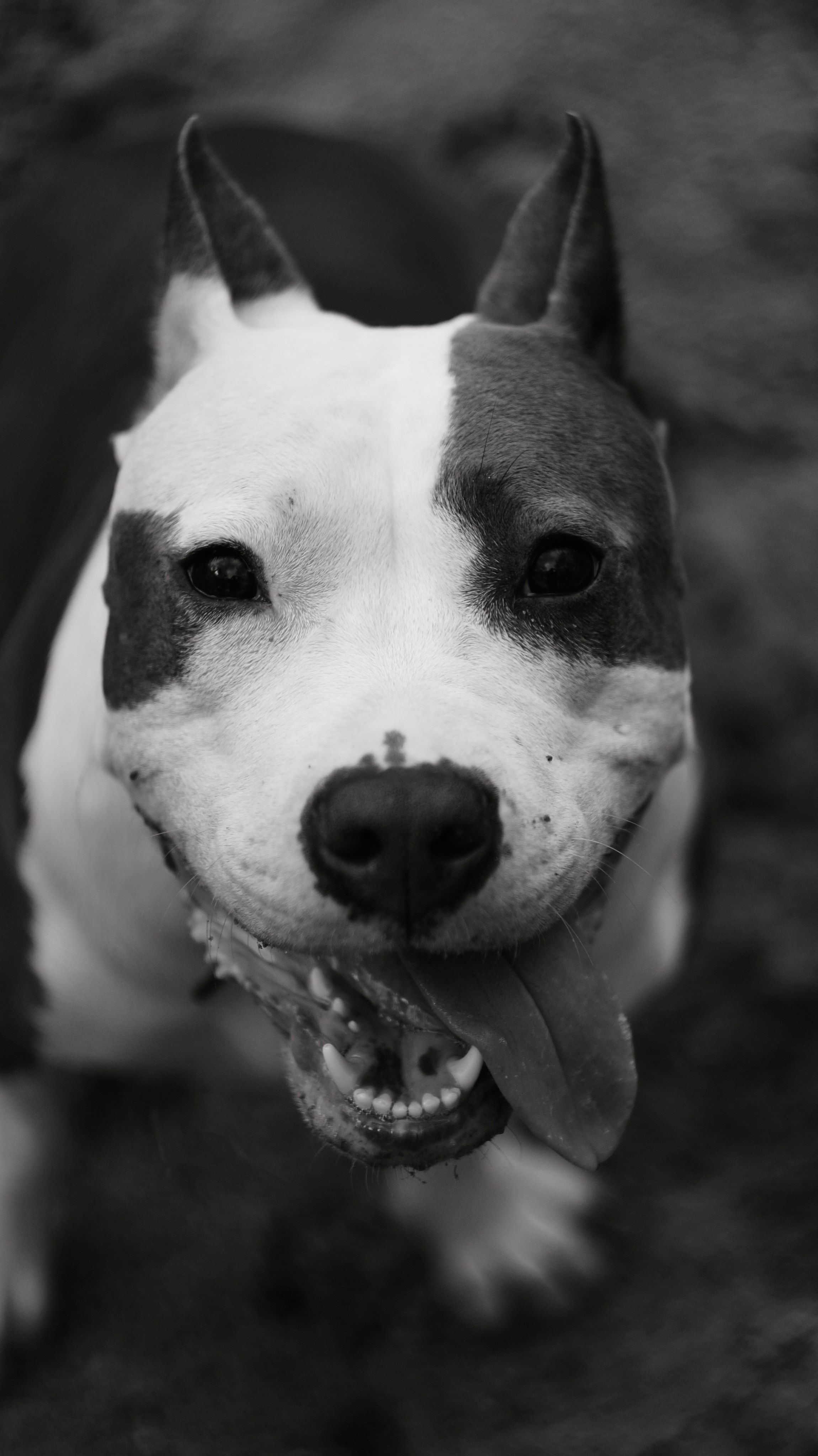 Луна. Профессиональный фотограф