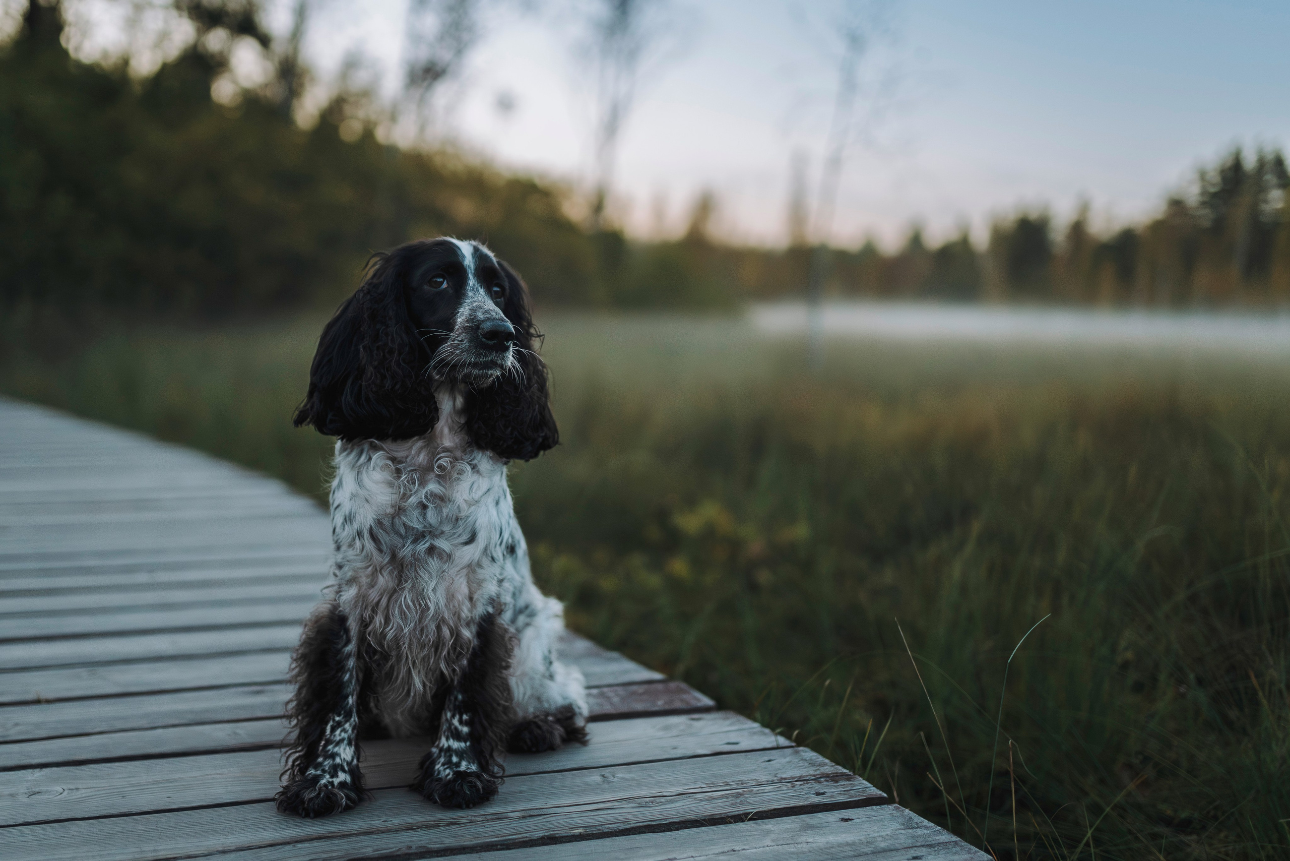 Аня и Тея. Фотограф анималист в Спб недорого Олеся Майорова