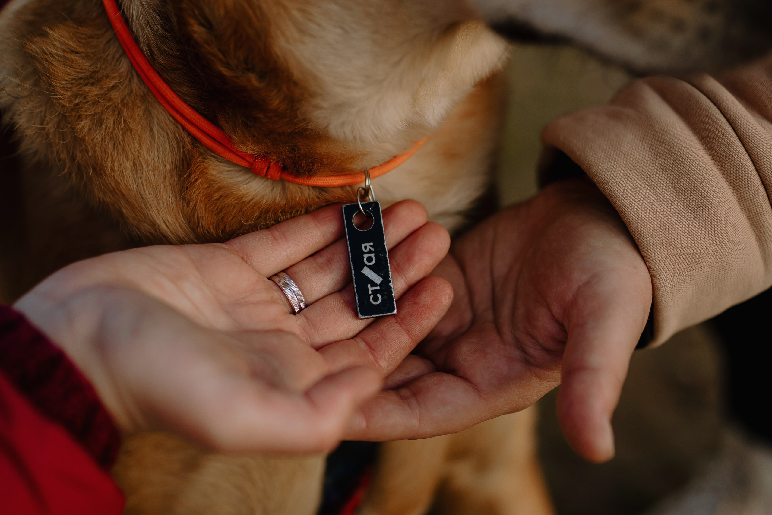 Семейная фотосессия с двумя собаками на закате. Фотограф анималист в Спб недорого Олеся Майорова