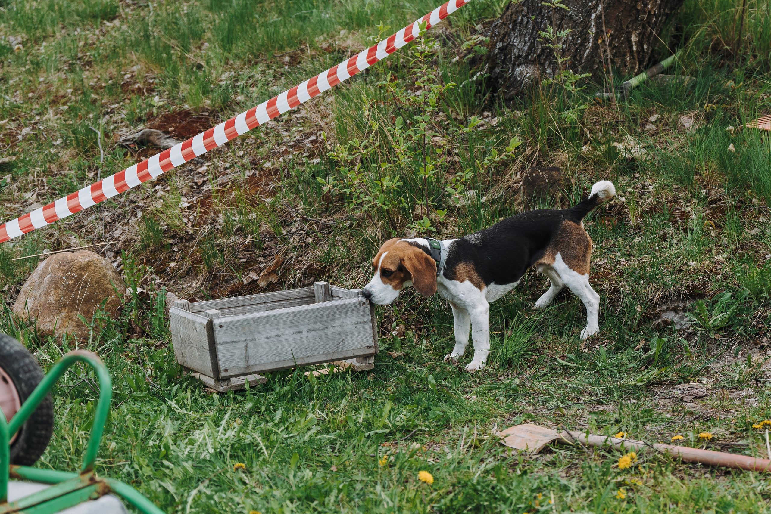 Соревнования по ноузворку в Лосево. Фотограф анималист в Спб недорого Олеся Майорова