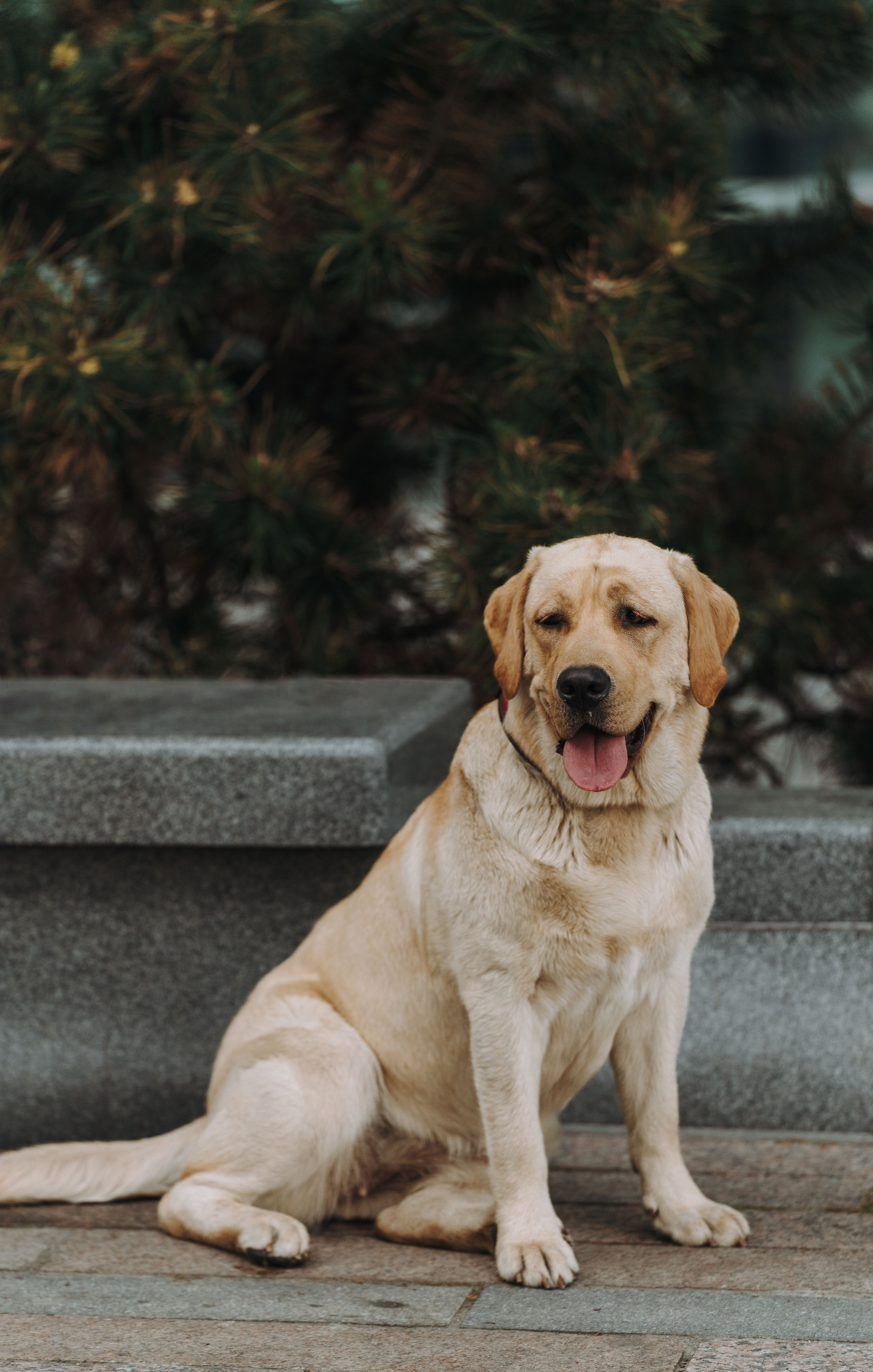 Лабрадоры питомника IRISLAV. Фотограф анималист в Спб недорого Олеся Майорова