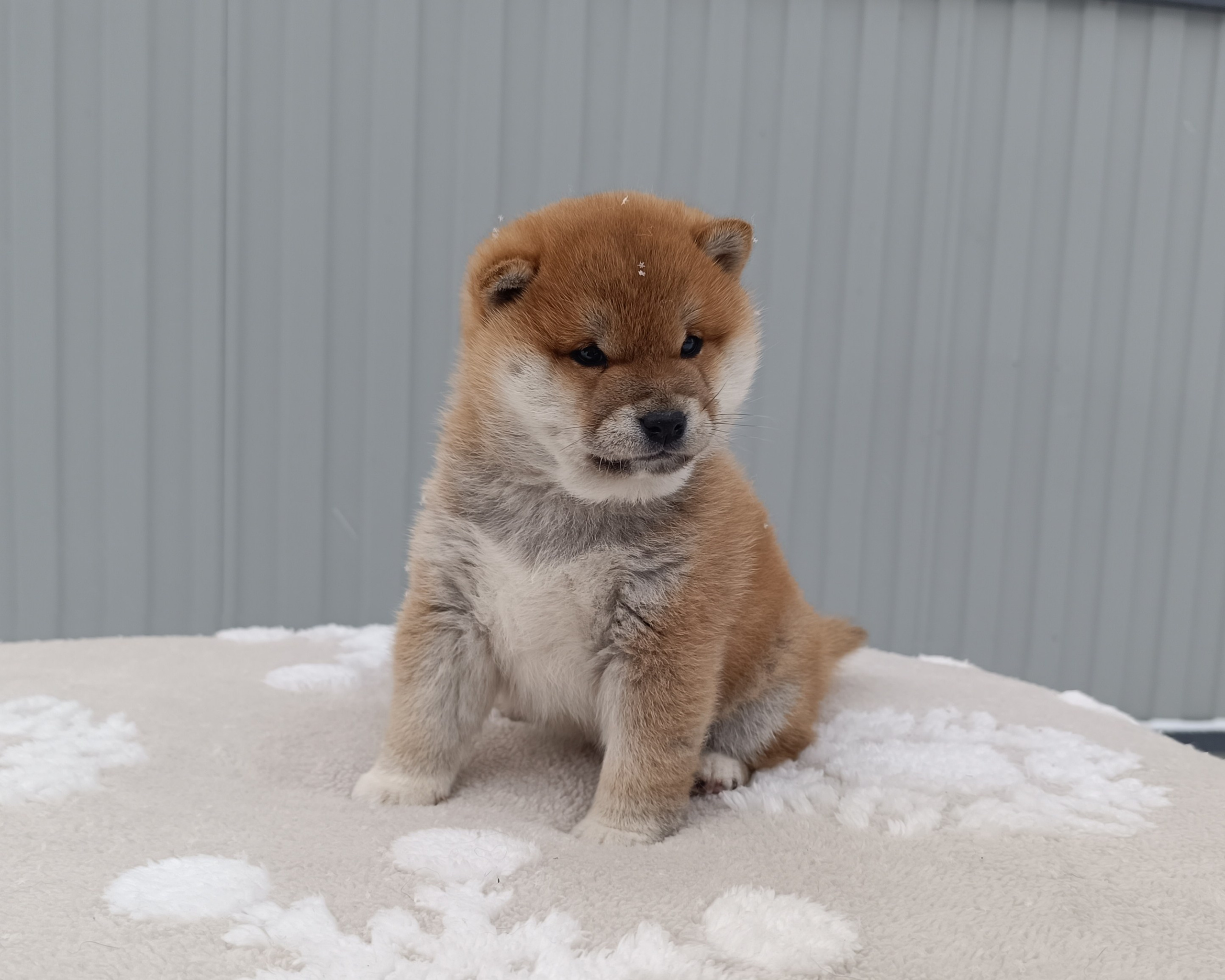 сиба питомник Рубилайт щенки на продажу rubylight  сиба щенки купить СПб Санкт-Петербург 