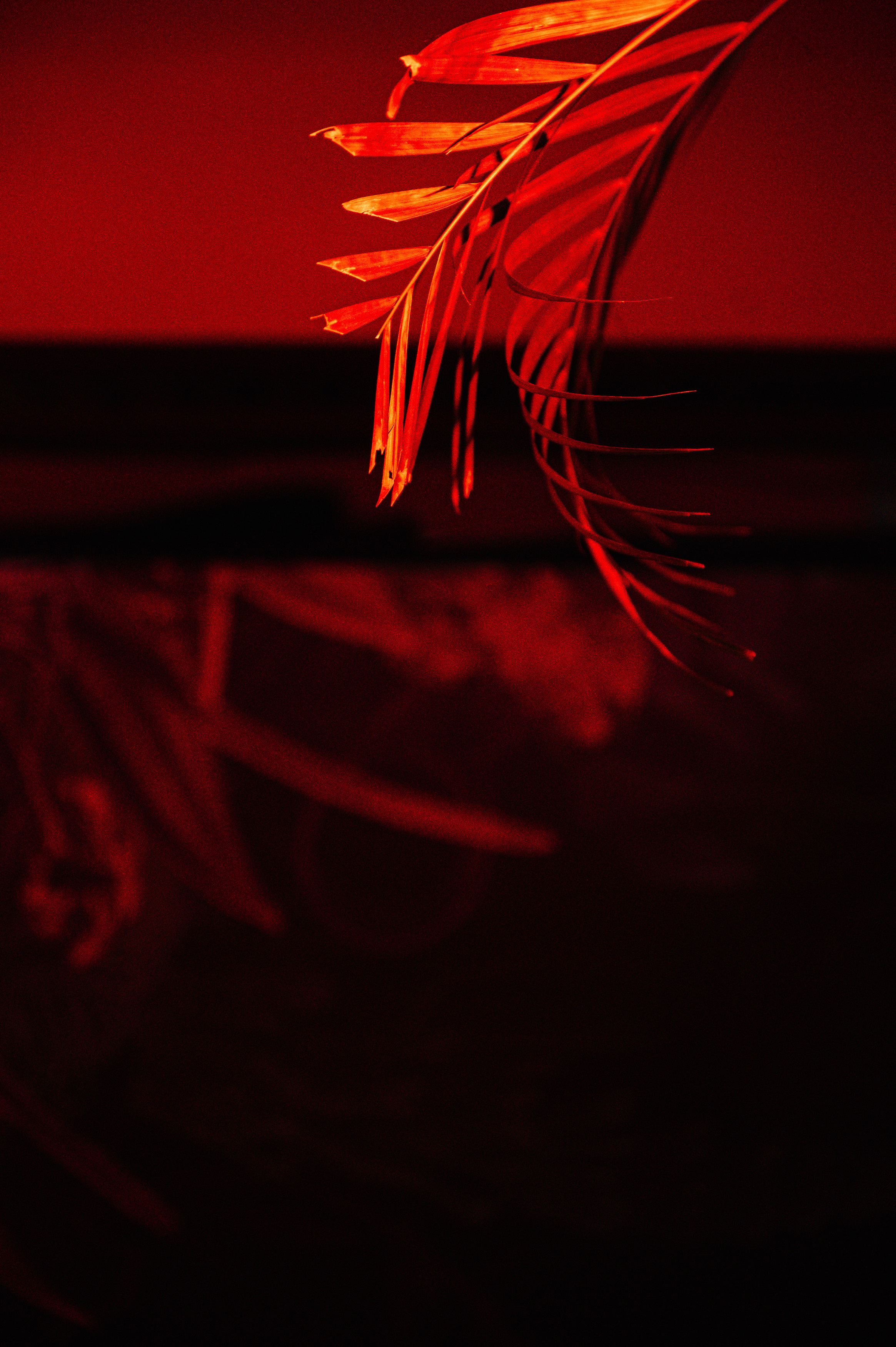 Кофемания. Свадебный и семейный Фотограф в Москве Александр Березин