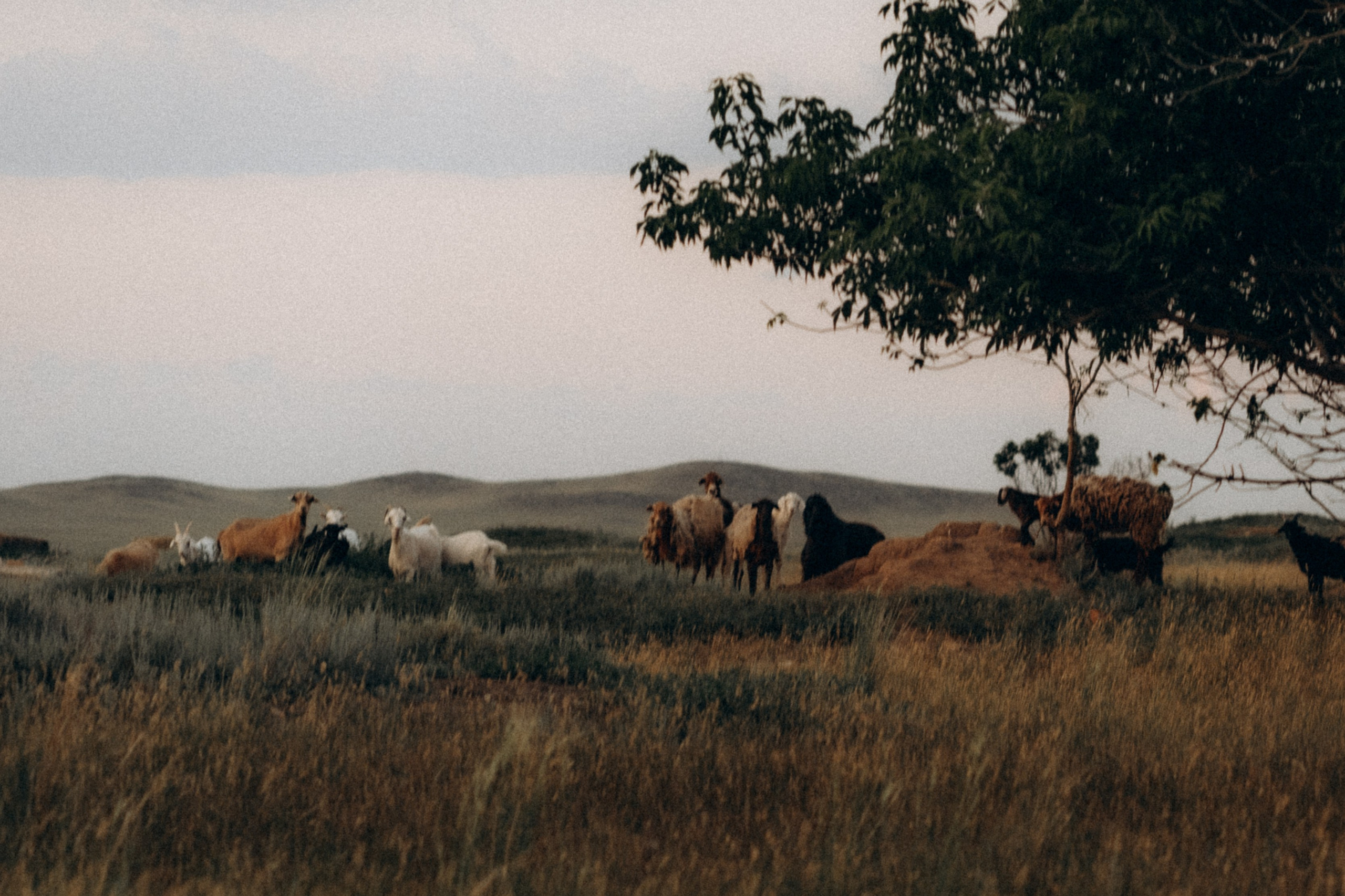 Все вместе. Семейный фотограф в Калининграде Елена Глазунова