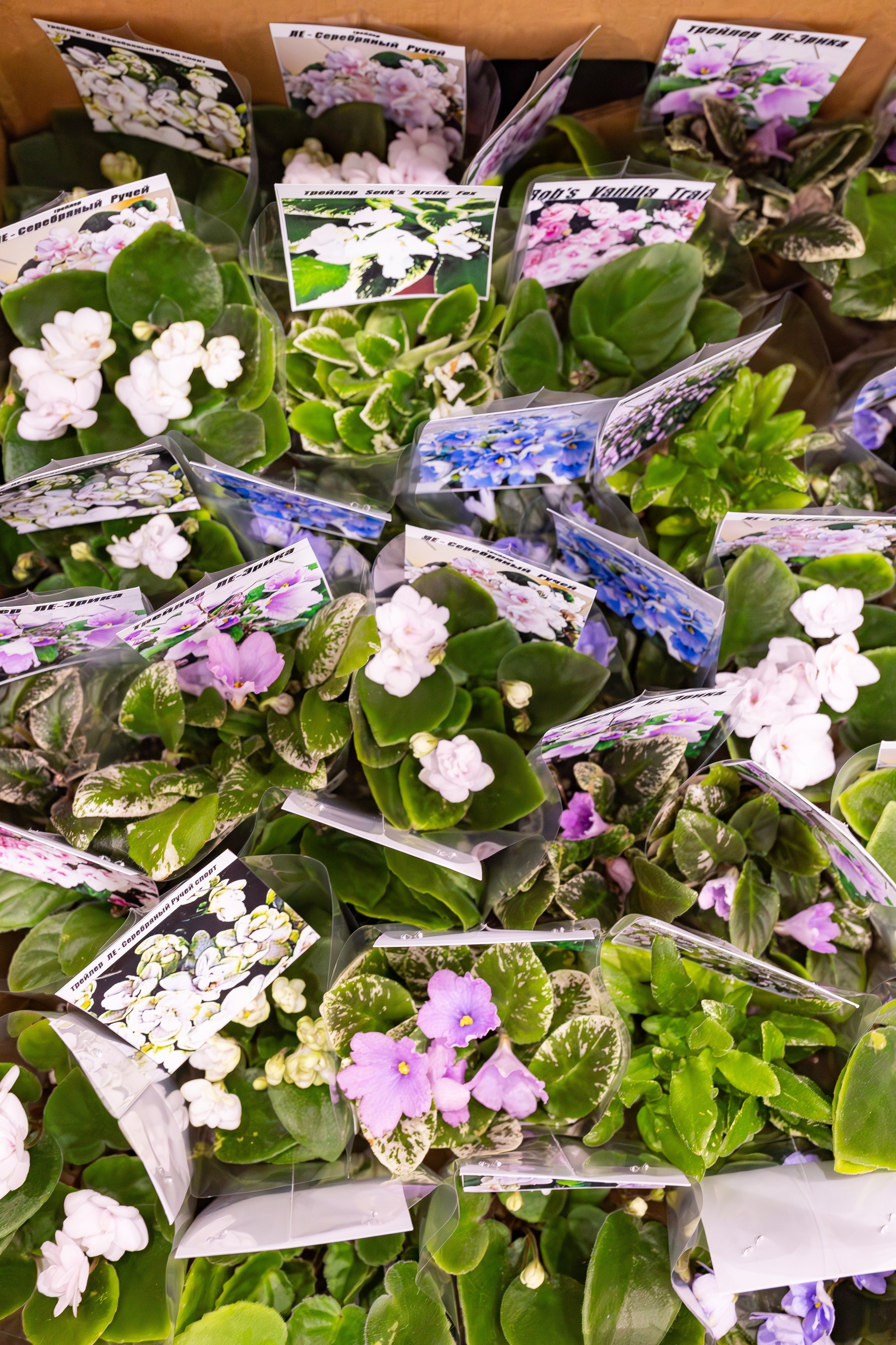 Орхидиум сентябрь 2025. Александра Куликова фотограф, Москва