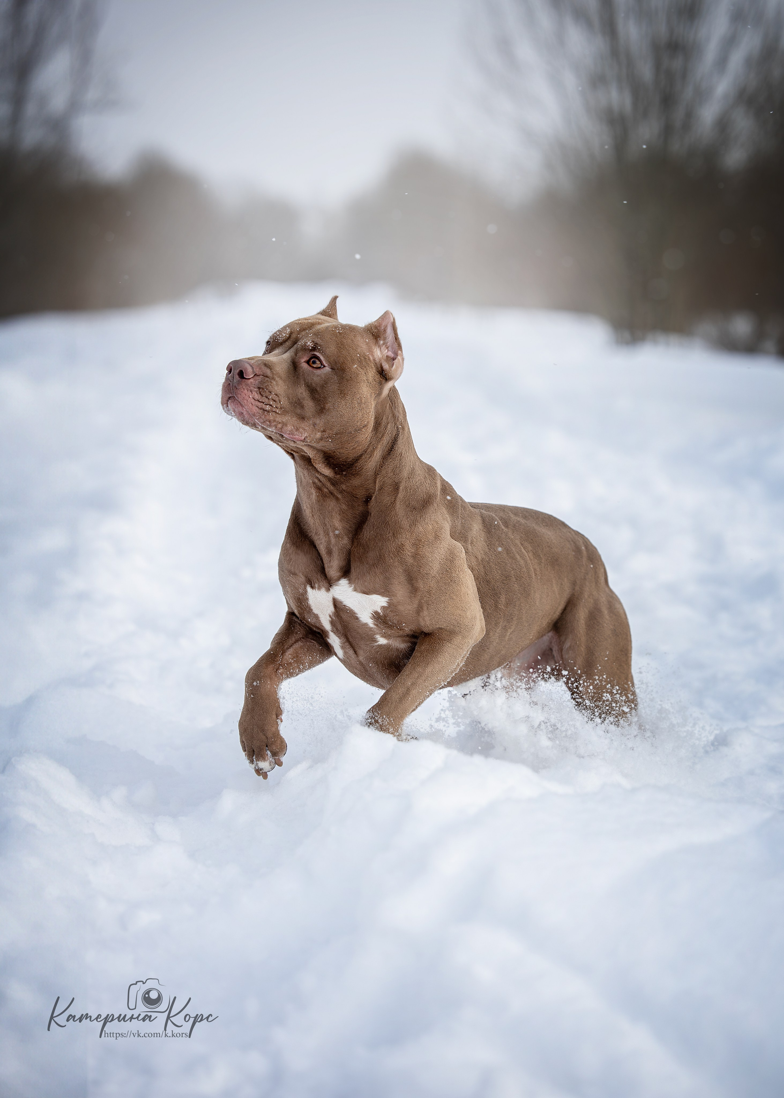 Прогулки. Главная