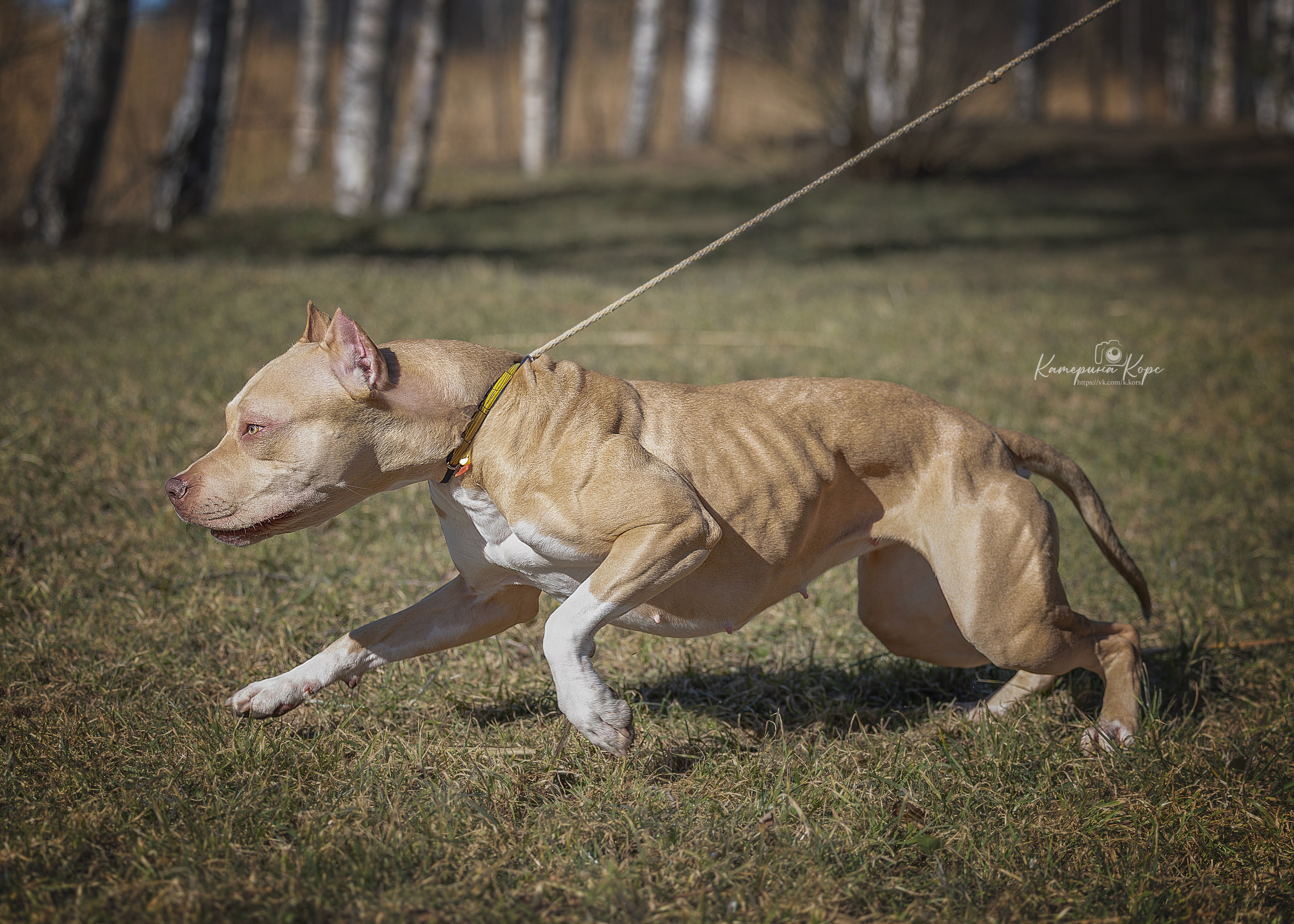 АПБТ Нарния. Главная
