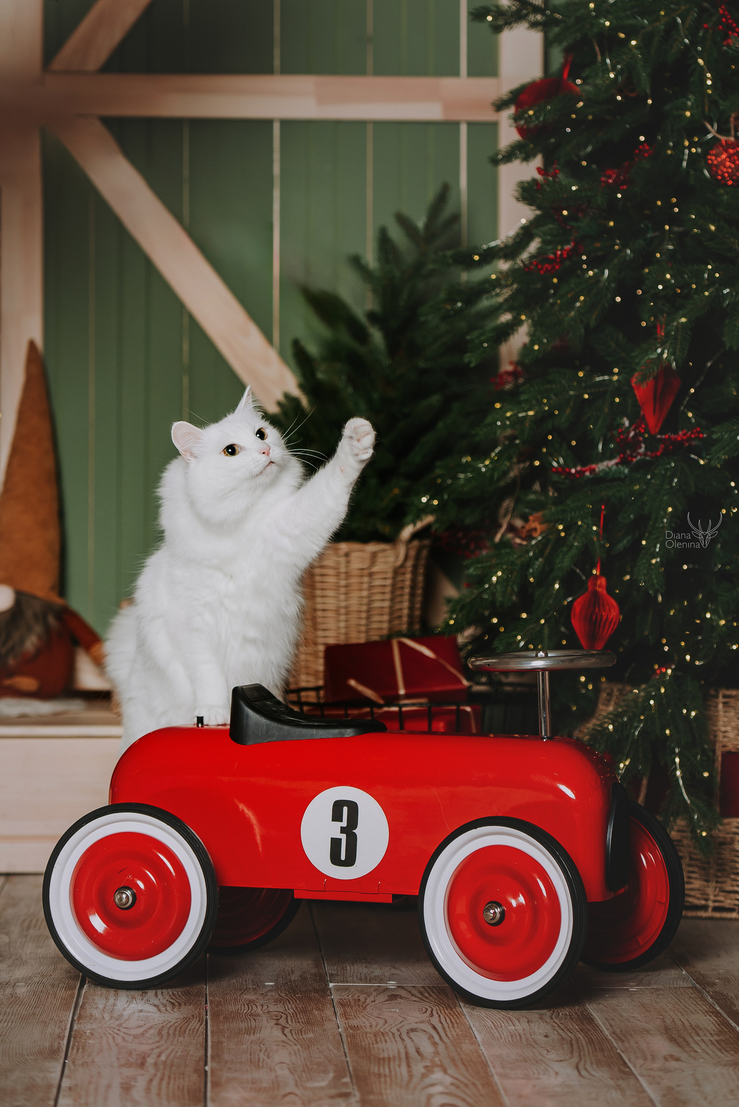 Котики. Фотограф Диана Оленина Красноярск / Братск