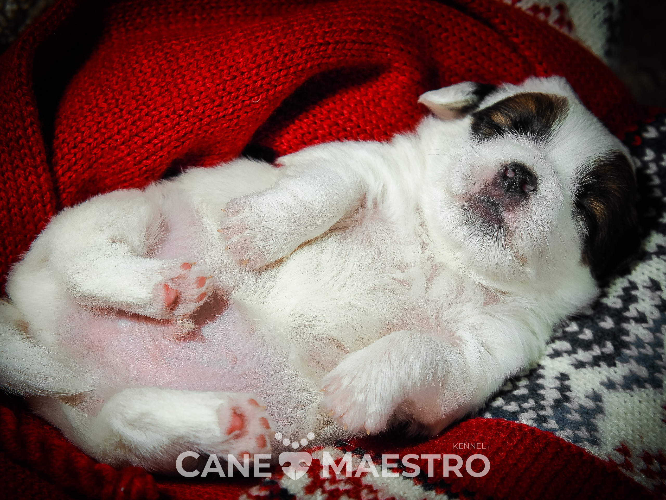 1КОБЛ_МОНОКЛЬ_Ц_ЛИТТЕР. CANE MAESTRO — kennel Jack Russell Terrier