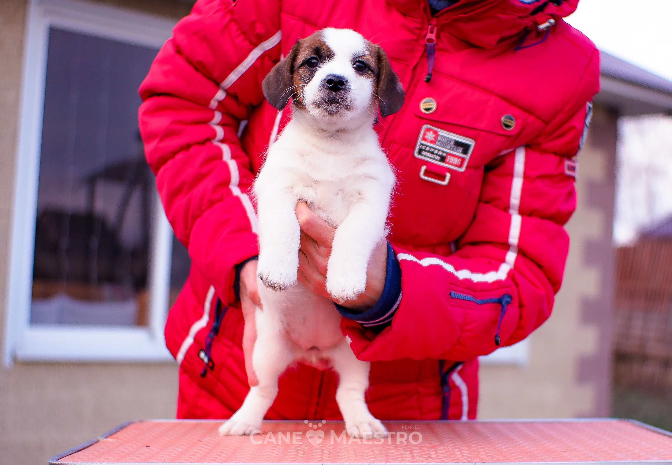 3_Девочка_СНЕЖНАЯ_Ц. CANE MAESTRO — kennel Jack Russell Terrier