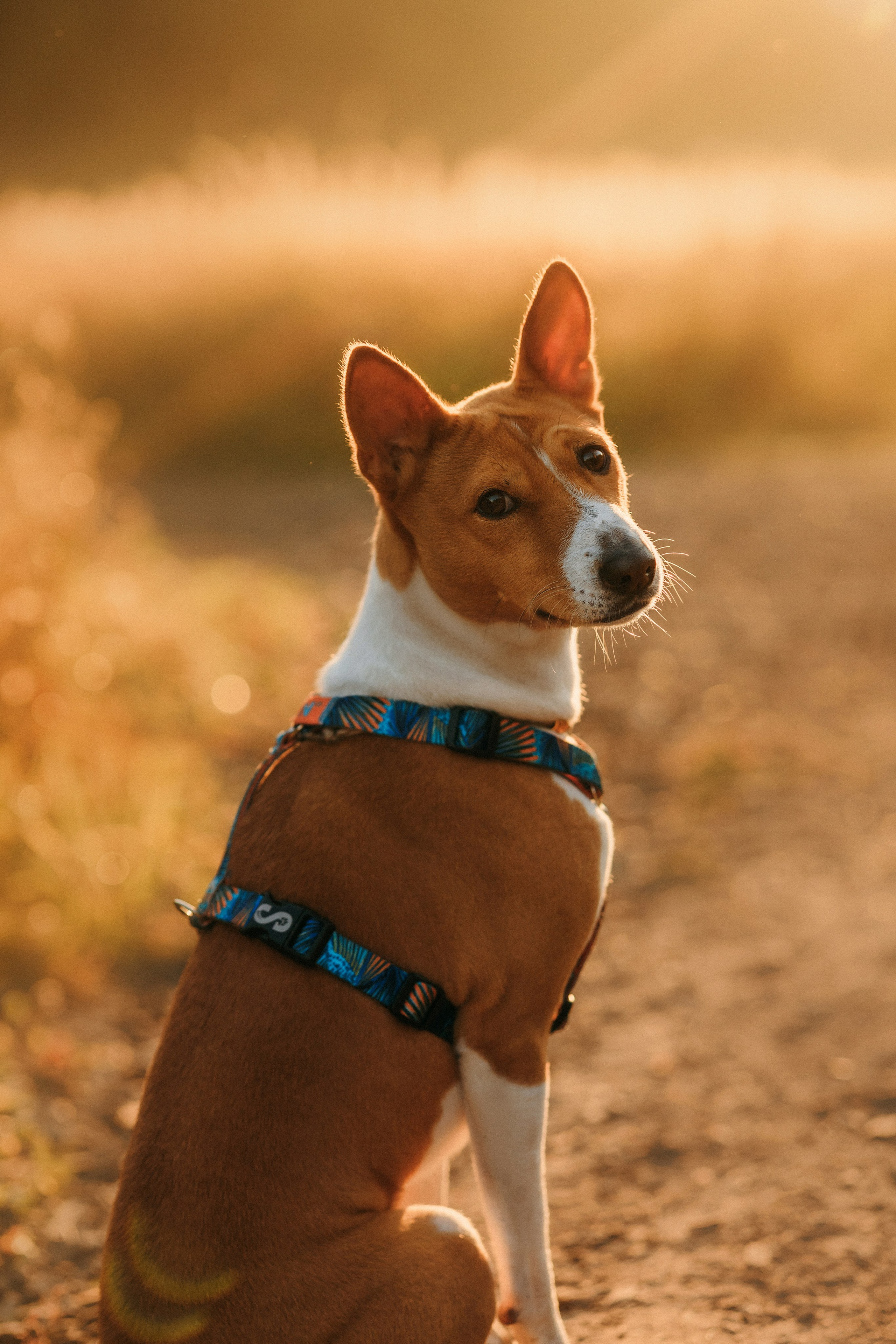 Лена и Джин. Фотограф-анималист Елена Радченко, Москва