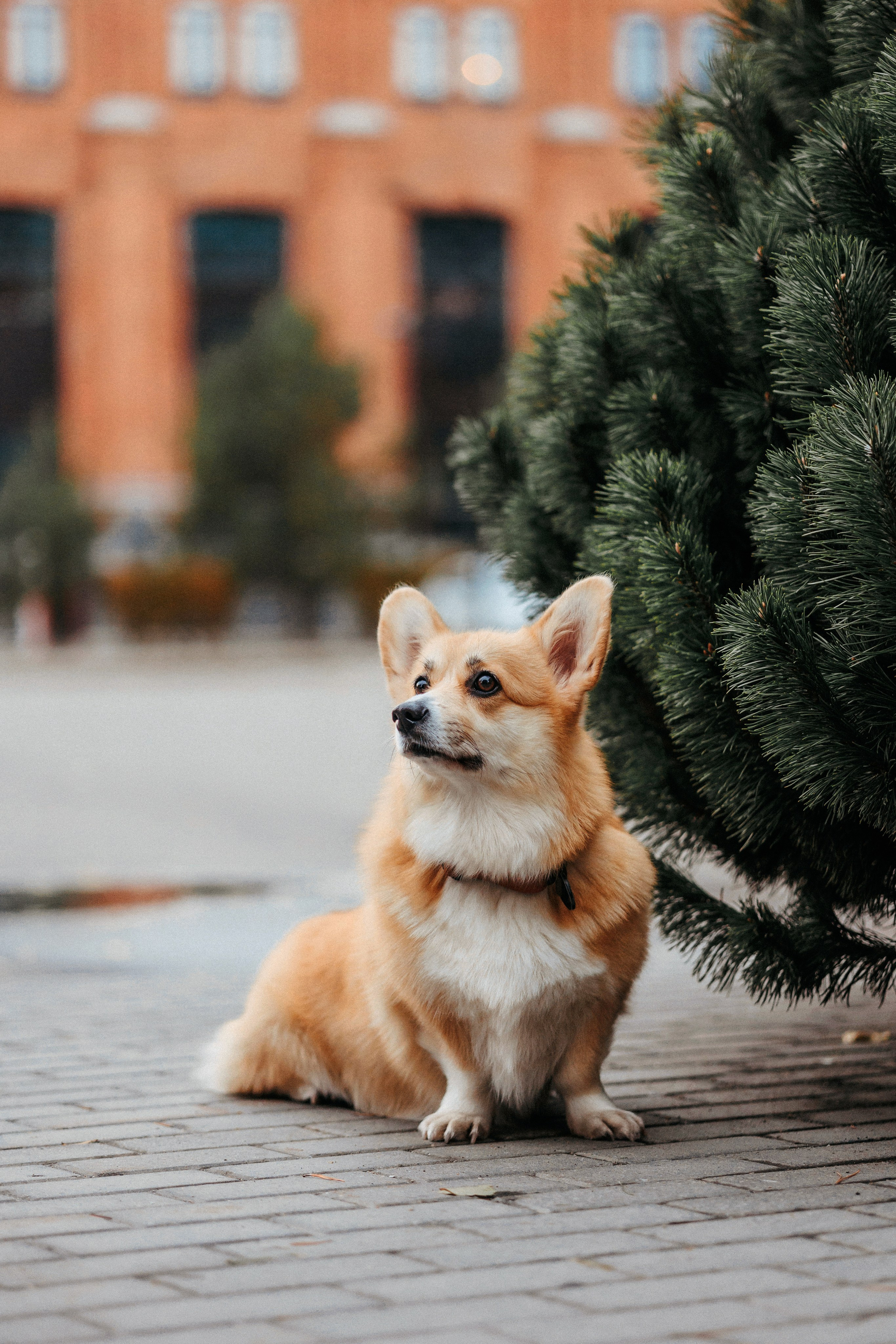 Вера, Саша и Муна. Фотограф-анималист Елена Радченко, Москва