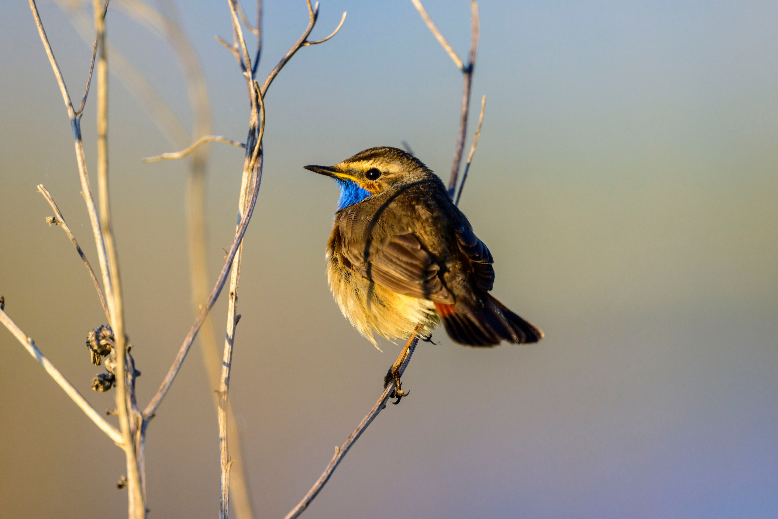 Варакушка. Фотограф Сергей Пупонин