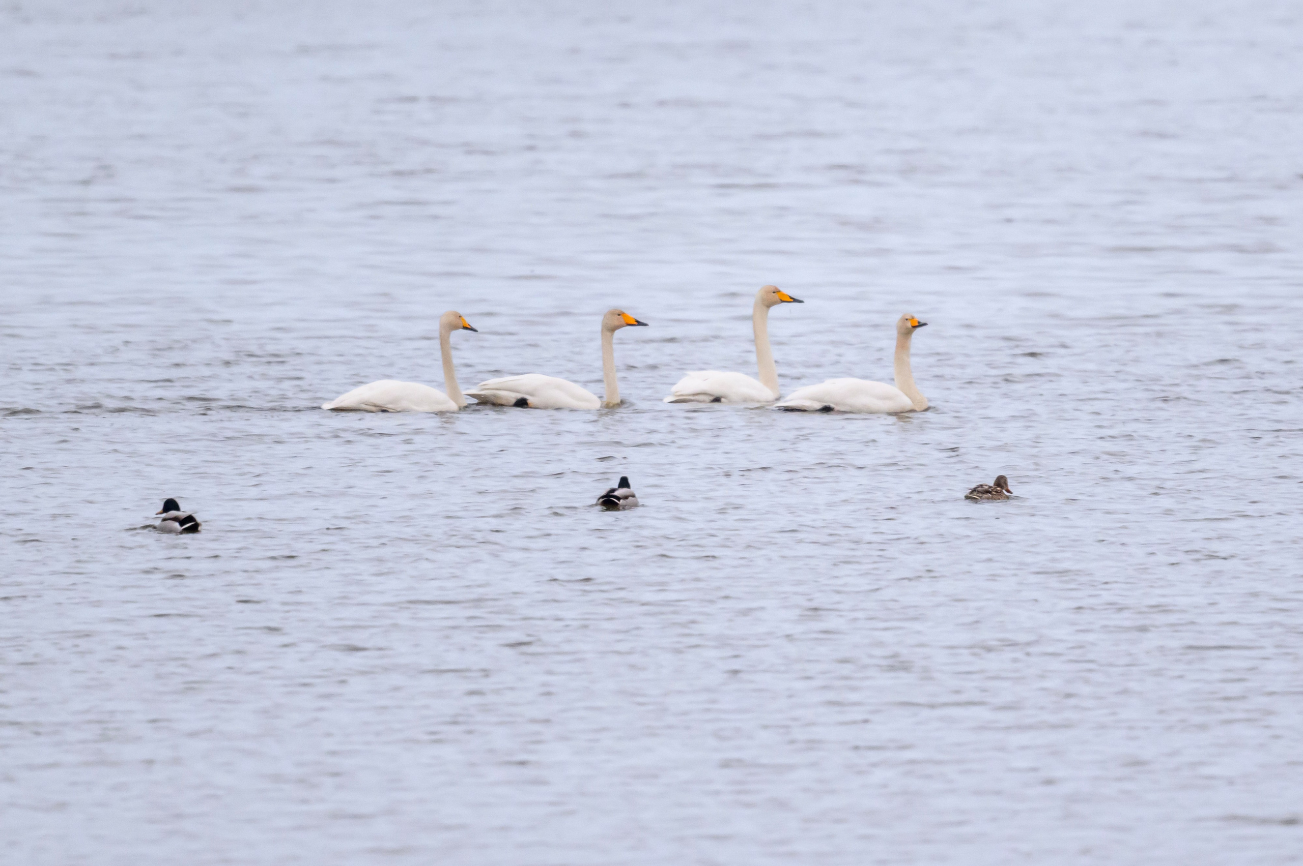 Большой кроншнеп. Фотограф Сергей Пупонин