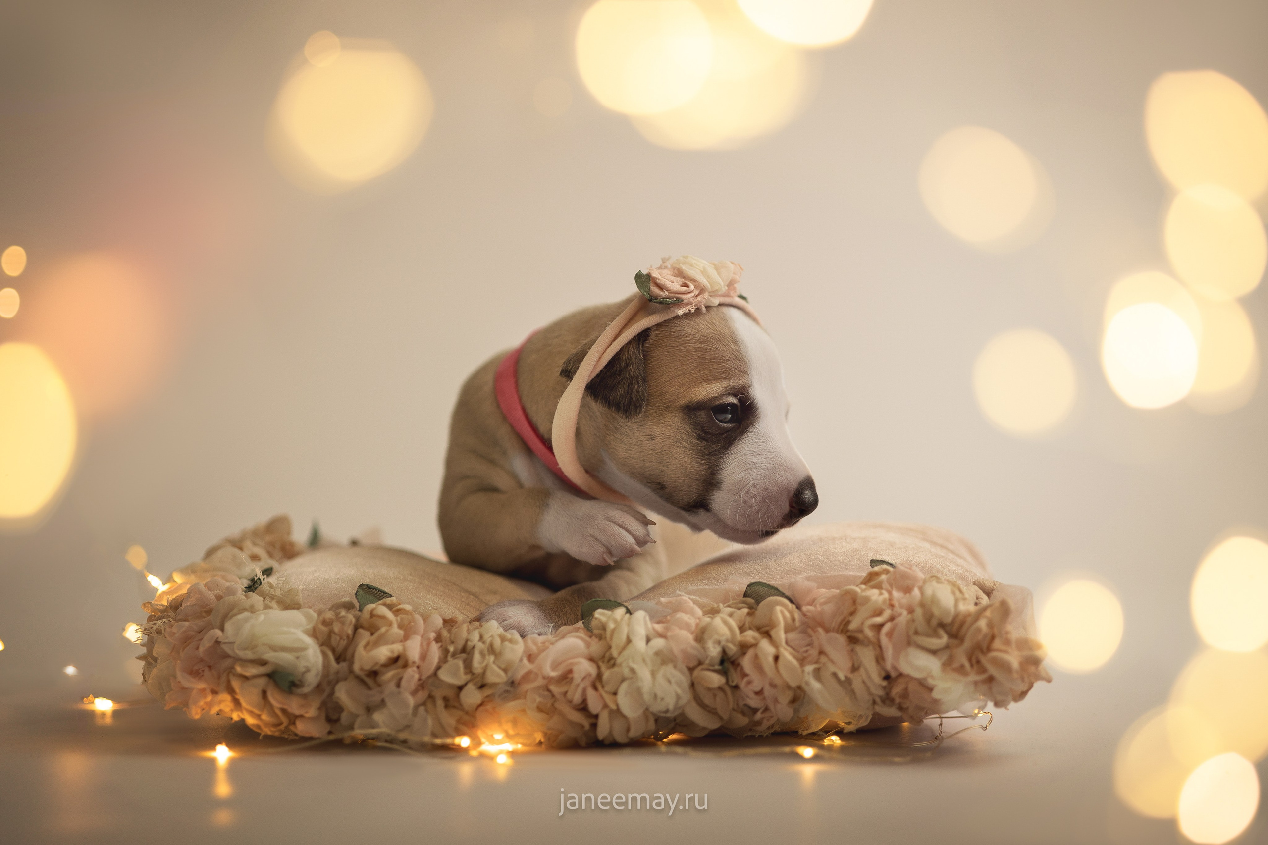 Малыши уиппеты Великбековых. Фотограф анималист в Москве Майорова Евгения