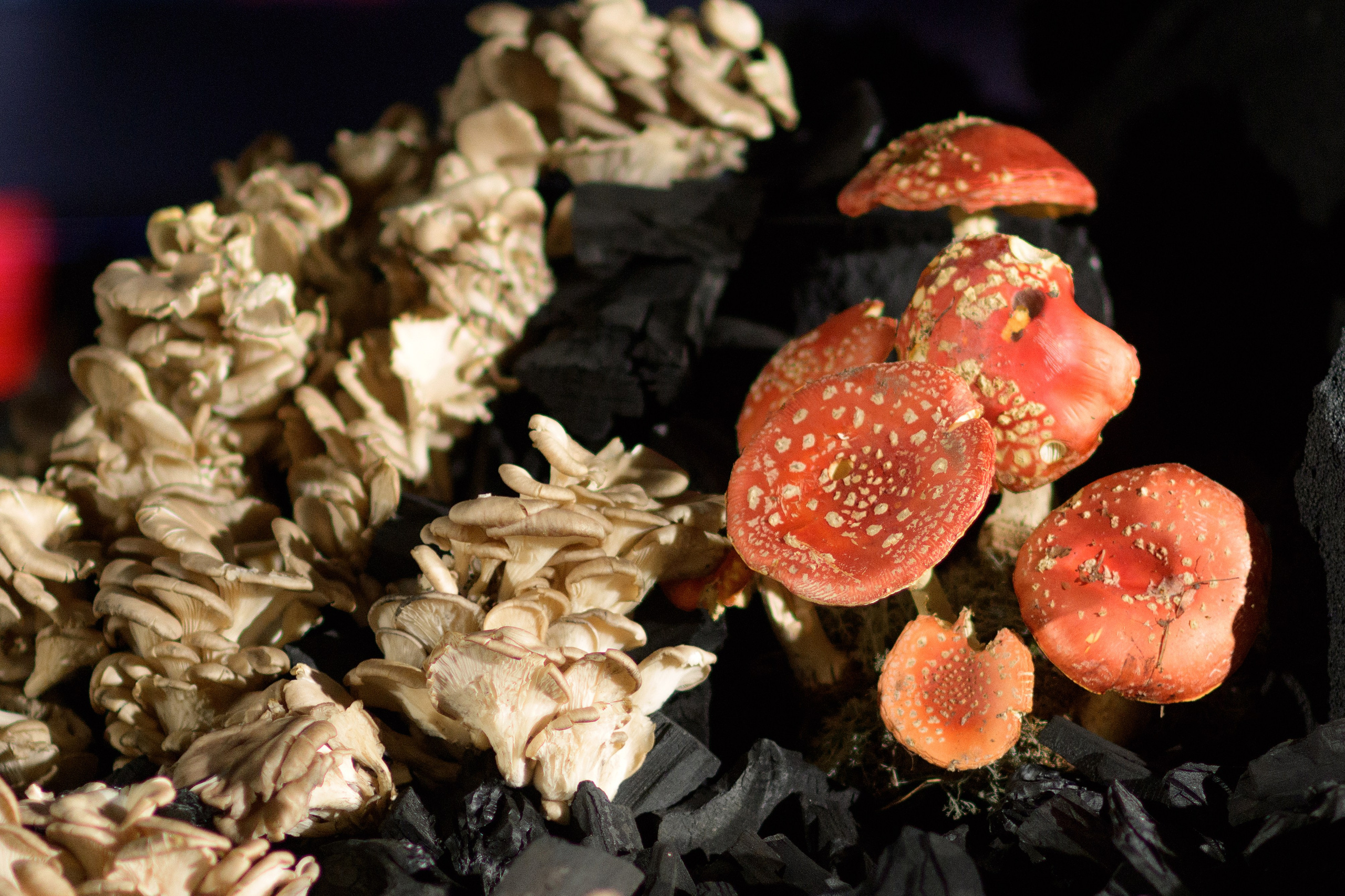 Decor by Favorite catering. Свадебный фотограф в Минске