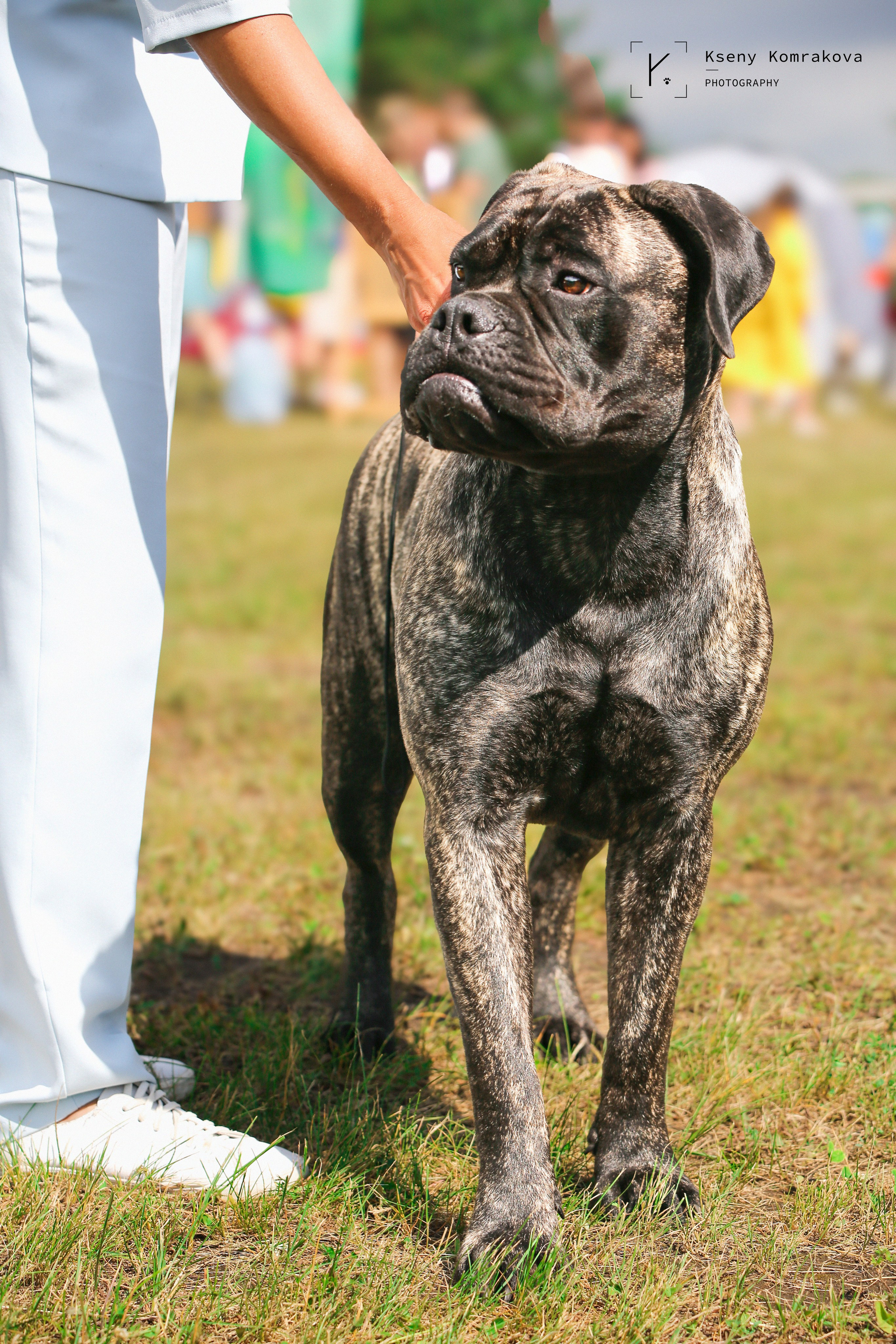 Съемка собак. Анималистика. Репортаж. Индивидуальная съемка