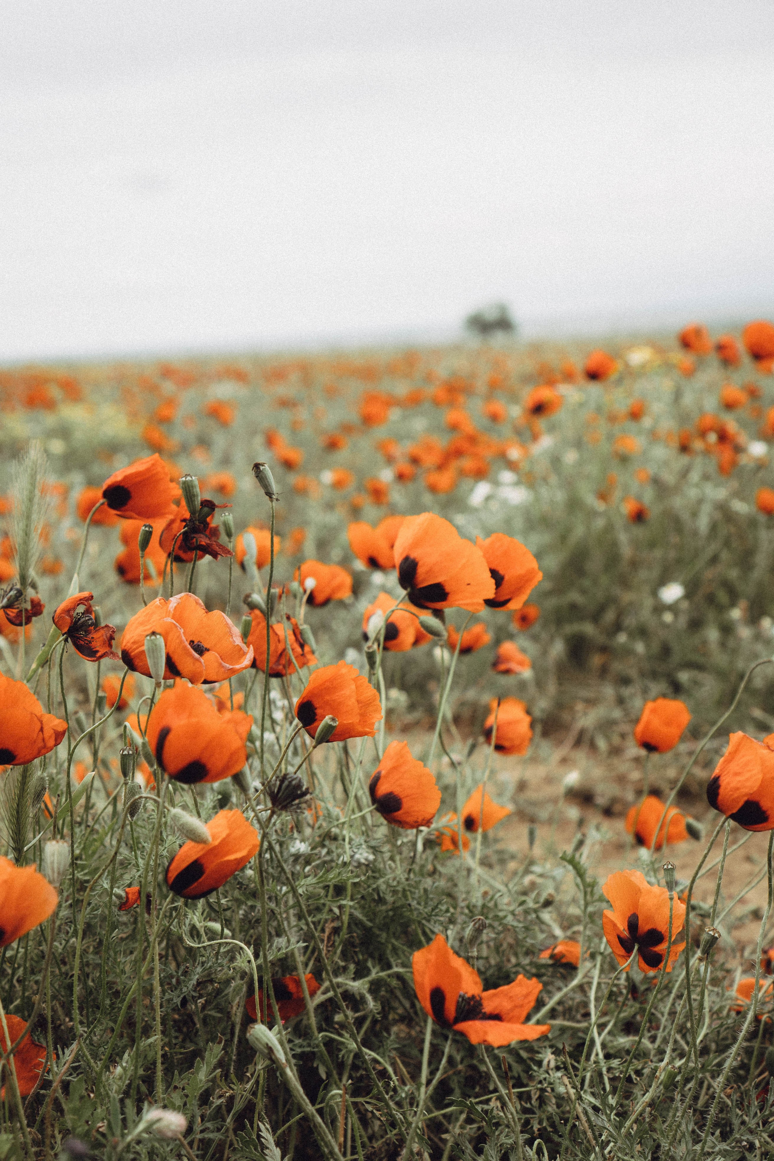 Кавказ. Профессиональный фотограф, Санкт-Петербург — Виктория Богомолова