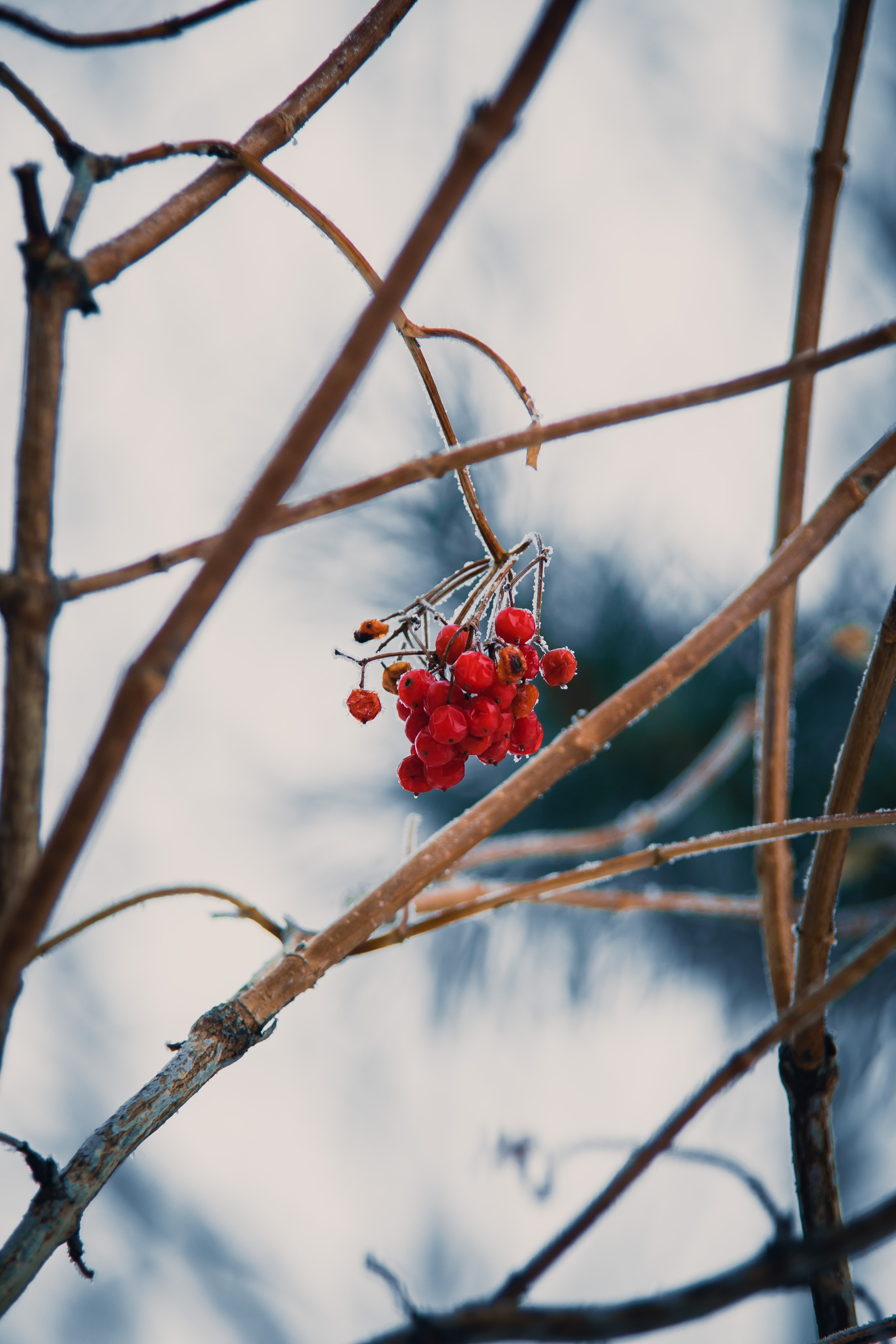 Природа. Darinishna Фэнтези-фотограф Хабаровск