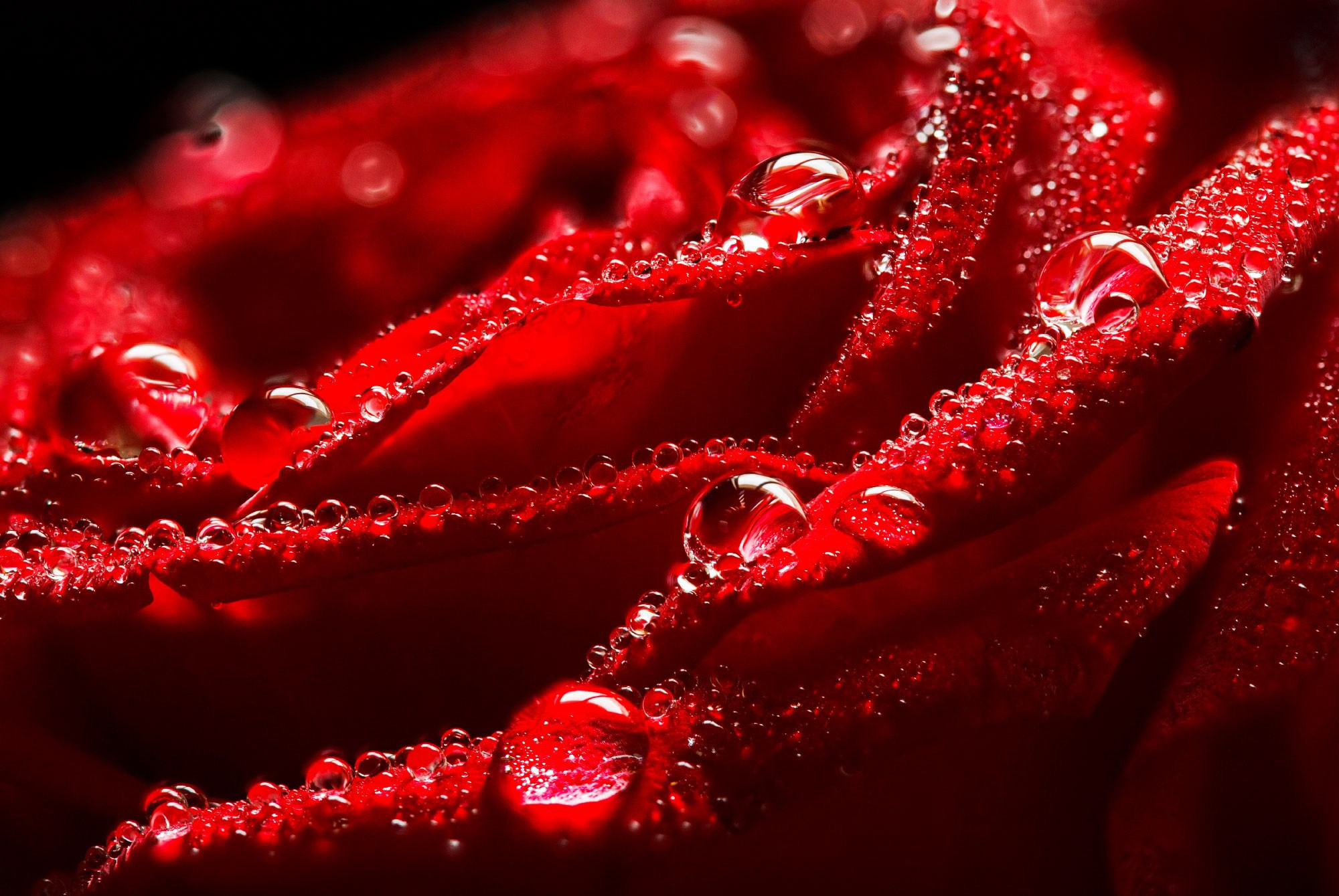 свадебный фотограф Геленджик