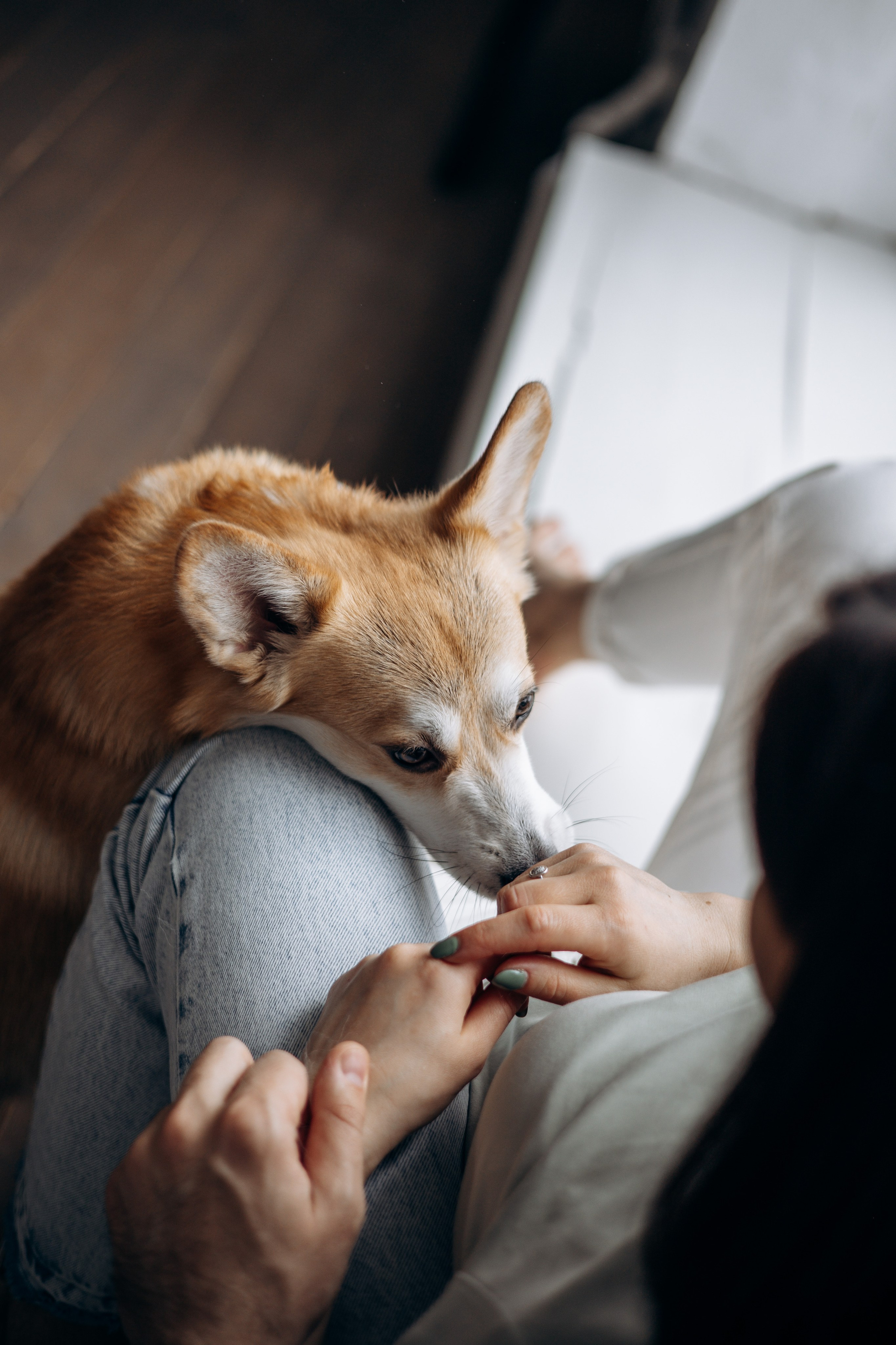 Ричи и его семья. Фотограф — Анималист | Санкт-Петербург