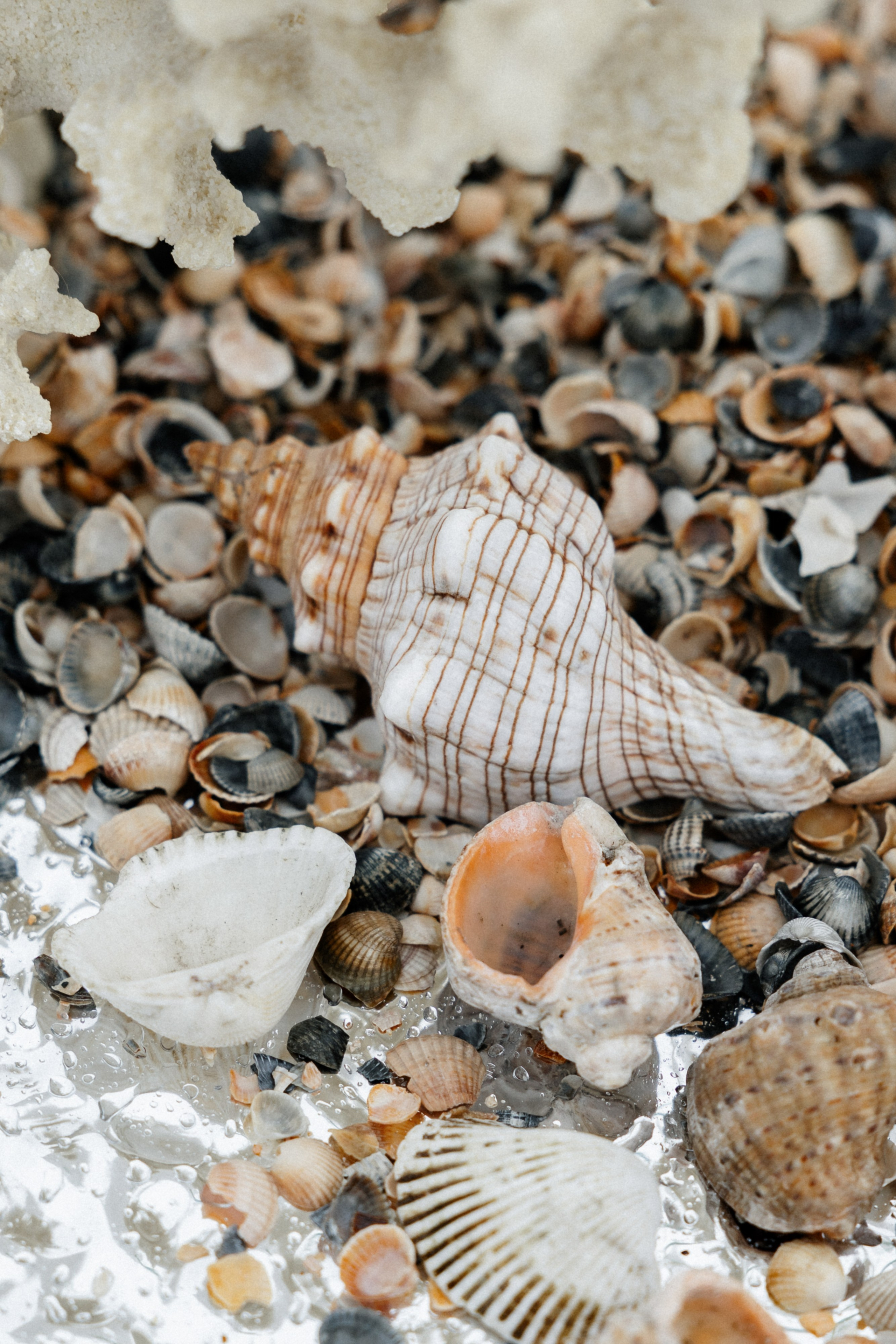 Моё море. Свадебный фотограф Воронеж Москва СПБ