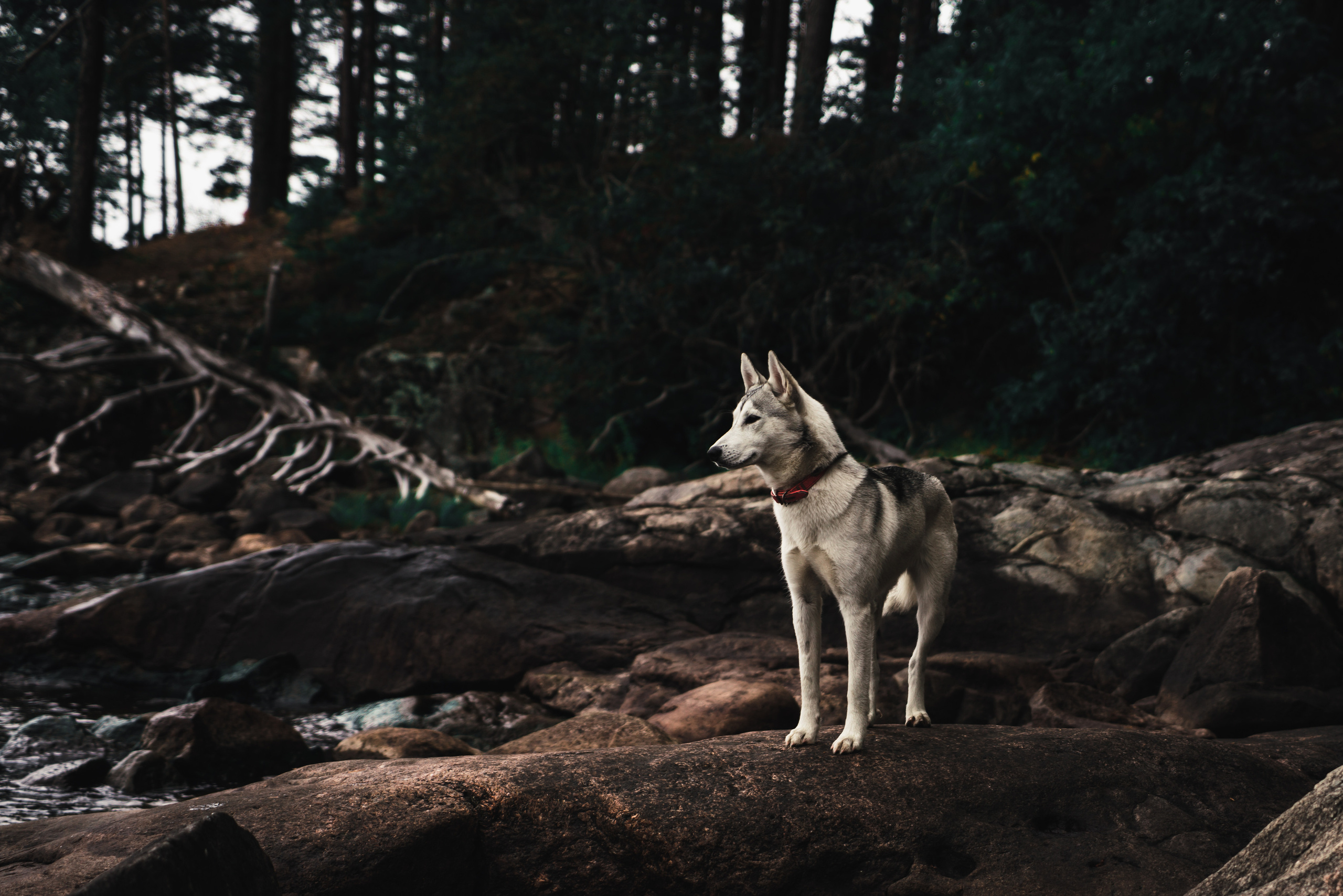 Анималистика. Фотограф в Москве Алексей Липилин