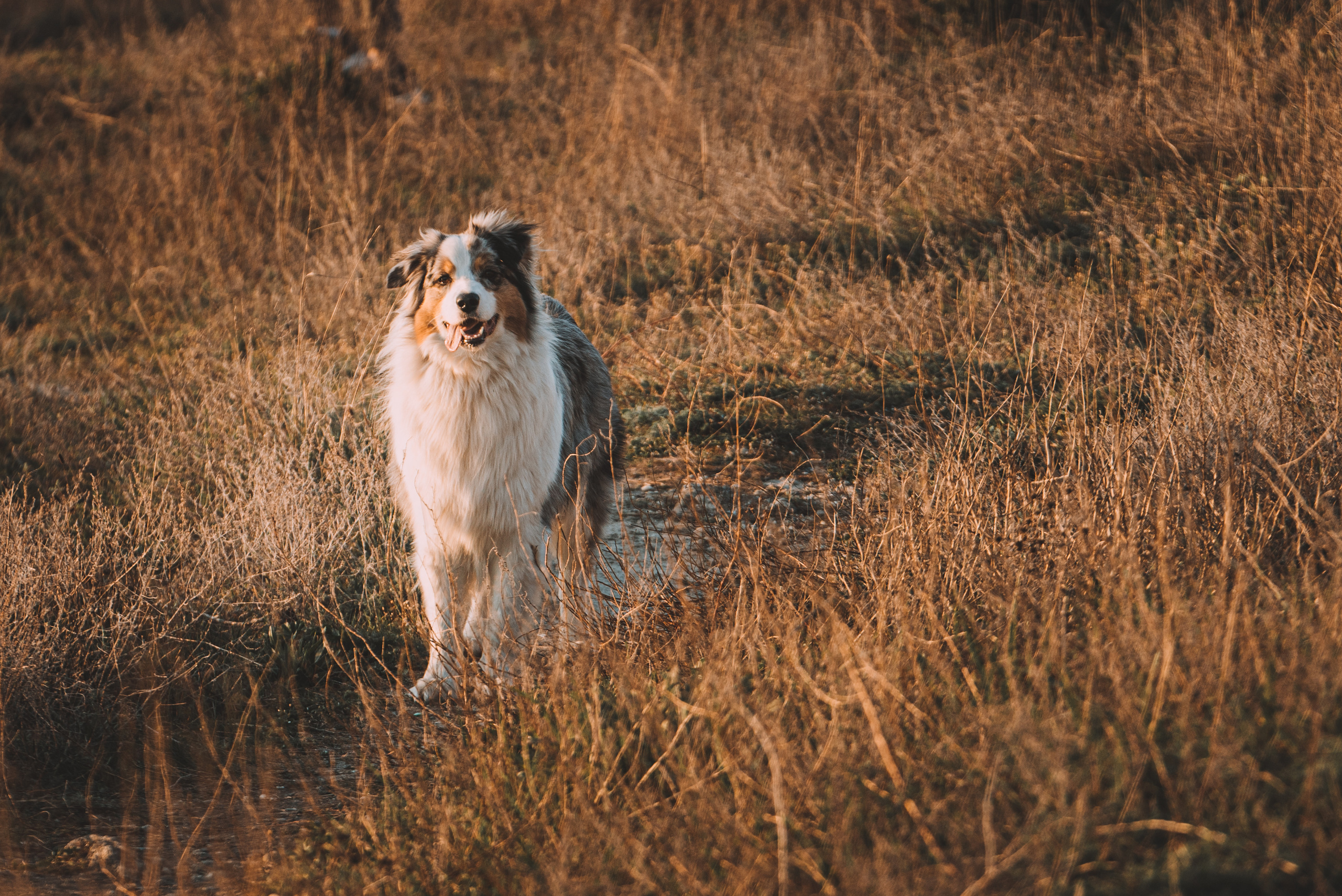 Анималистика. Фотограф в Москве Алексей Липилин