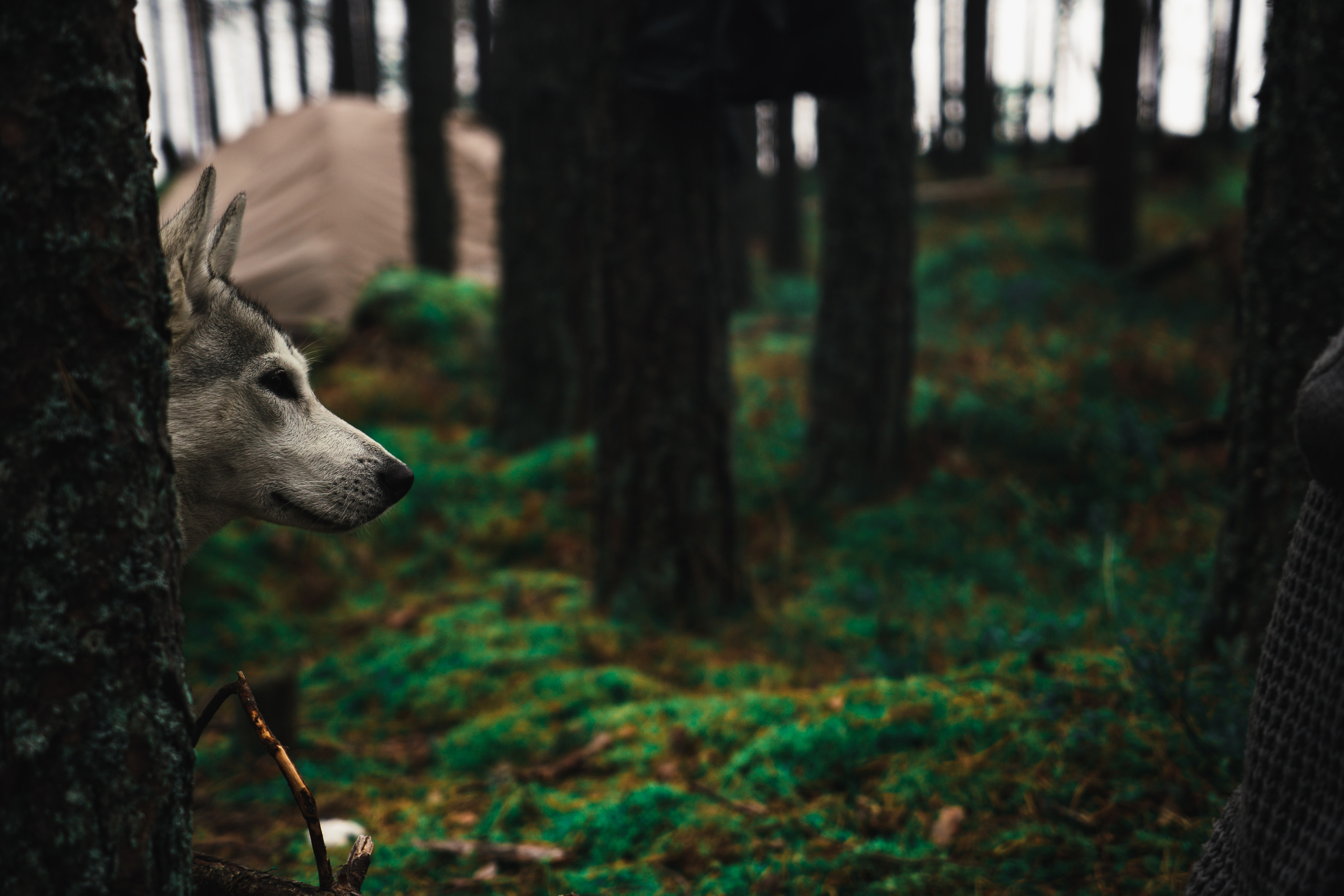 Анималистика. Фотограф в Москве Алексей Липилин