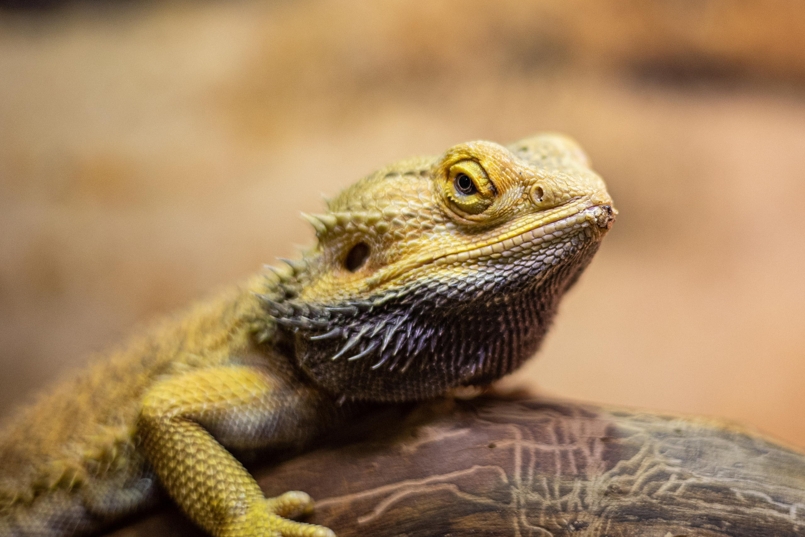 Анималистика. Фотограф в Москве Алексей Липилин