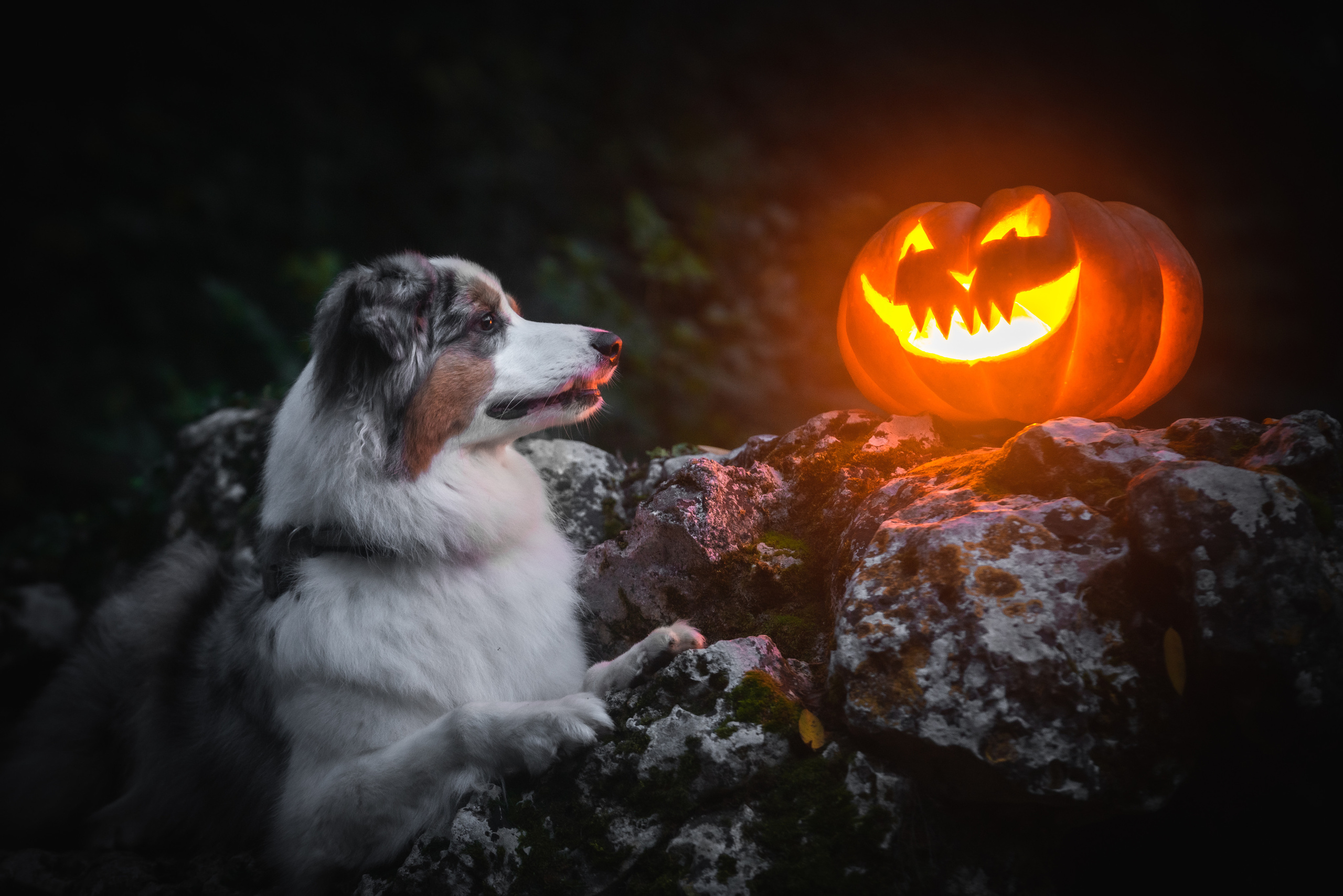 Анималистика. Фотограф в Москве Алексей Липилин