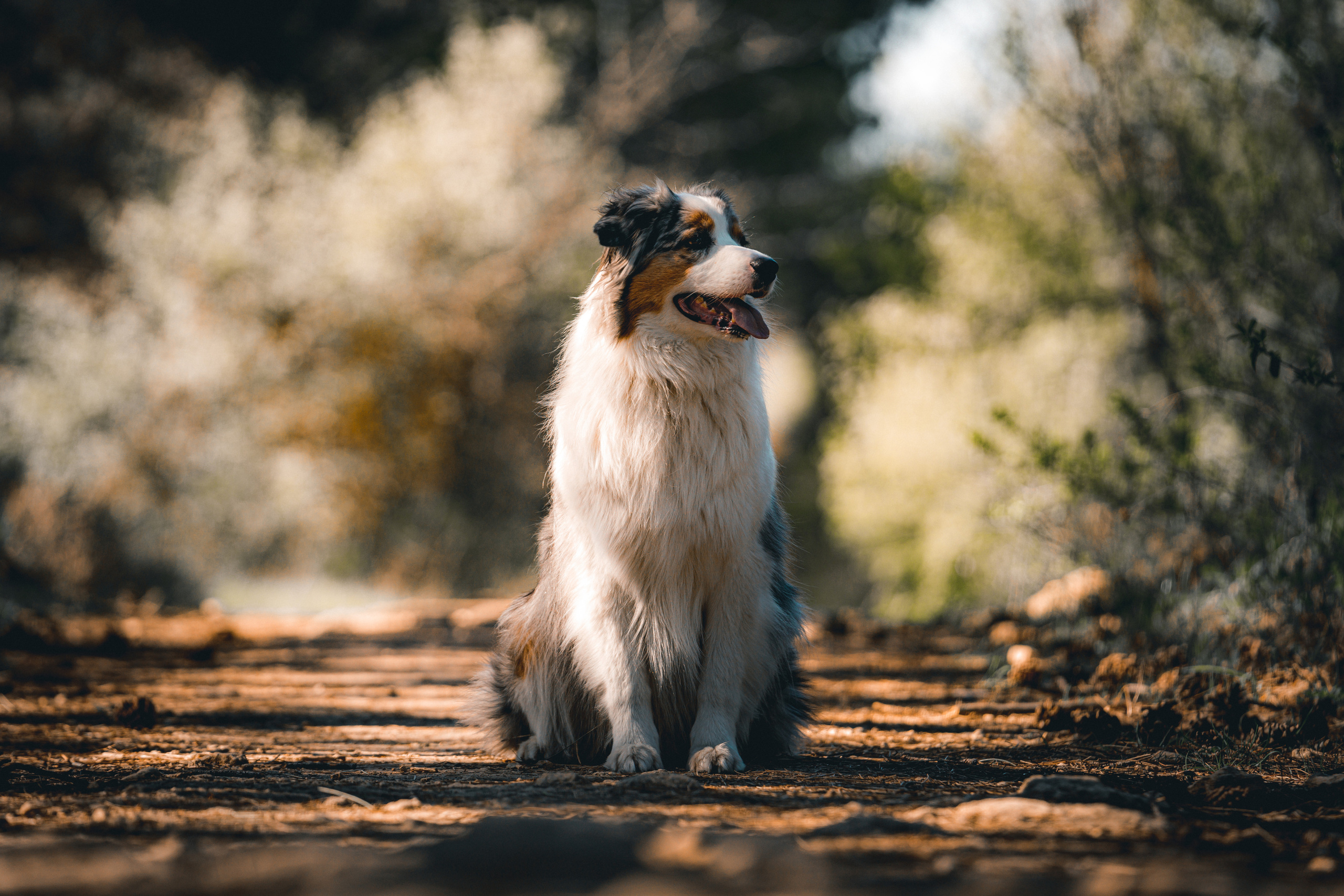 Анималистика. Фотограф в Москве Алексей Липилин