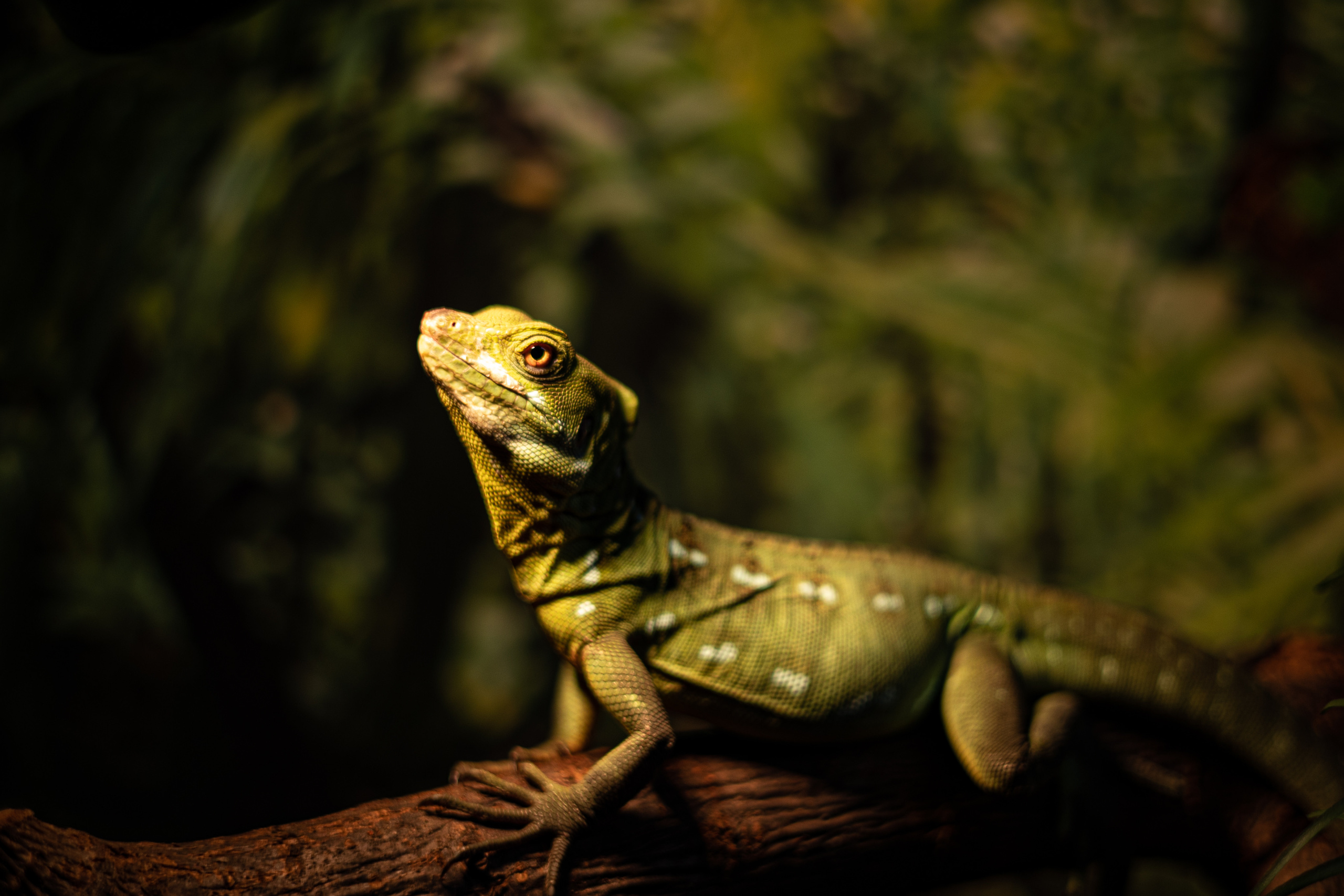 Анималистика. Фотограф в Москве Алексей Липилин