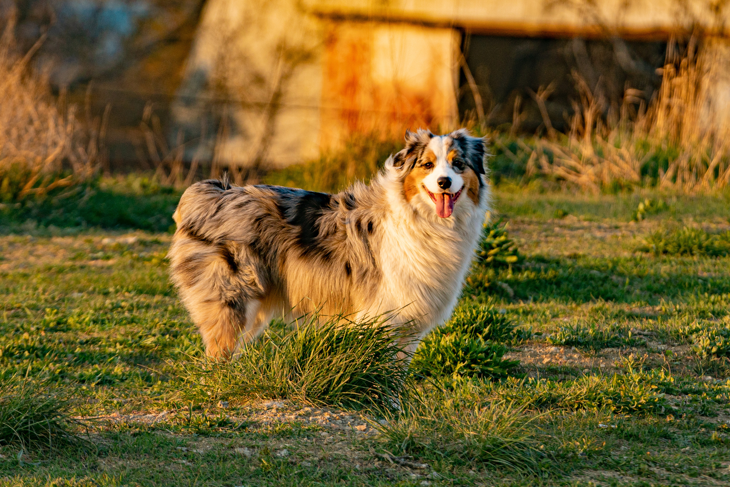 Анималистика. Фотограф в Москве Алексей Липилин