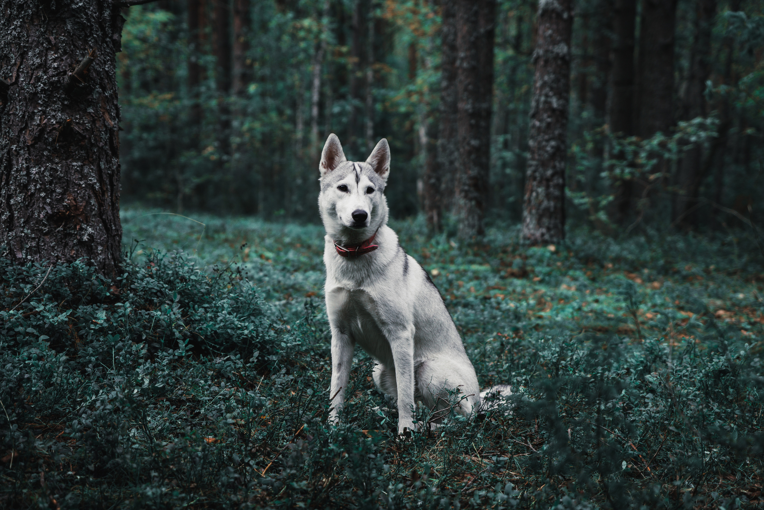 Анималистика. Фотограф в Москве Алексей Липилин