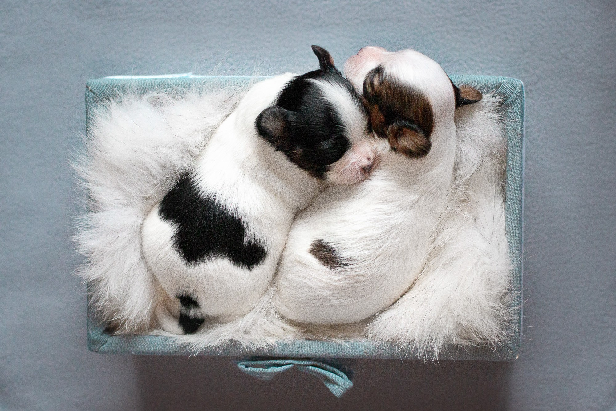 Папийоны (ньюборн). Фотограф анималист, семейный фотограф, фотограф собак Комратова Мария. г. Москва