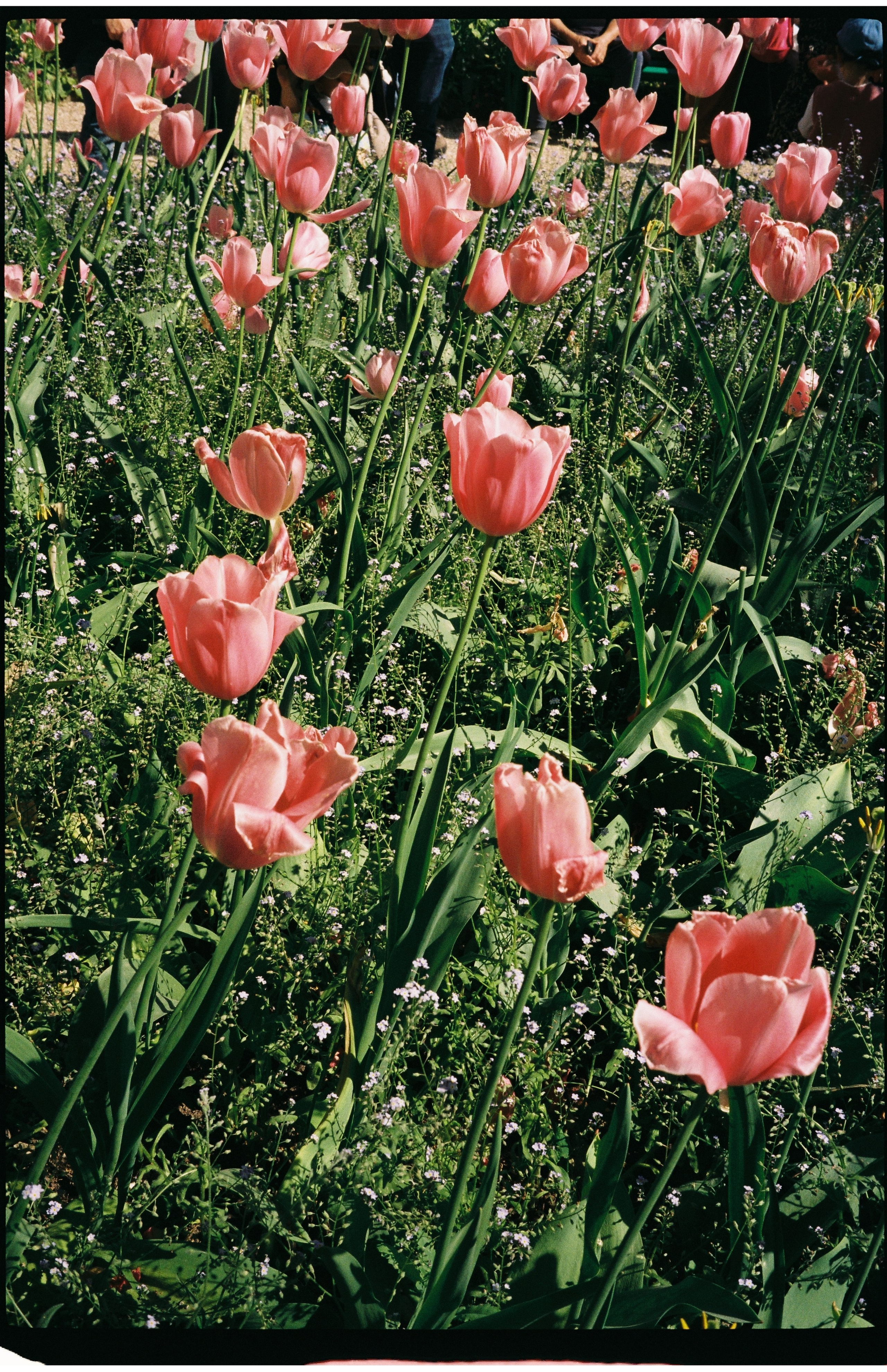 France. Regina Platonova