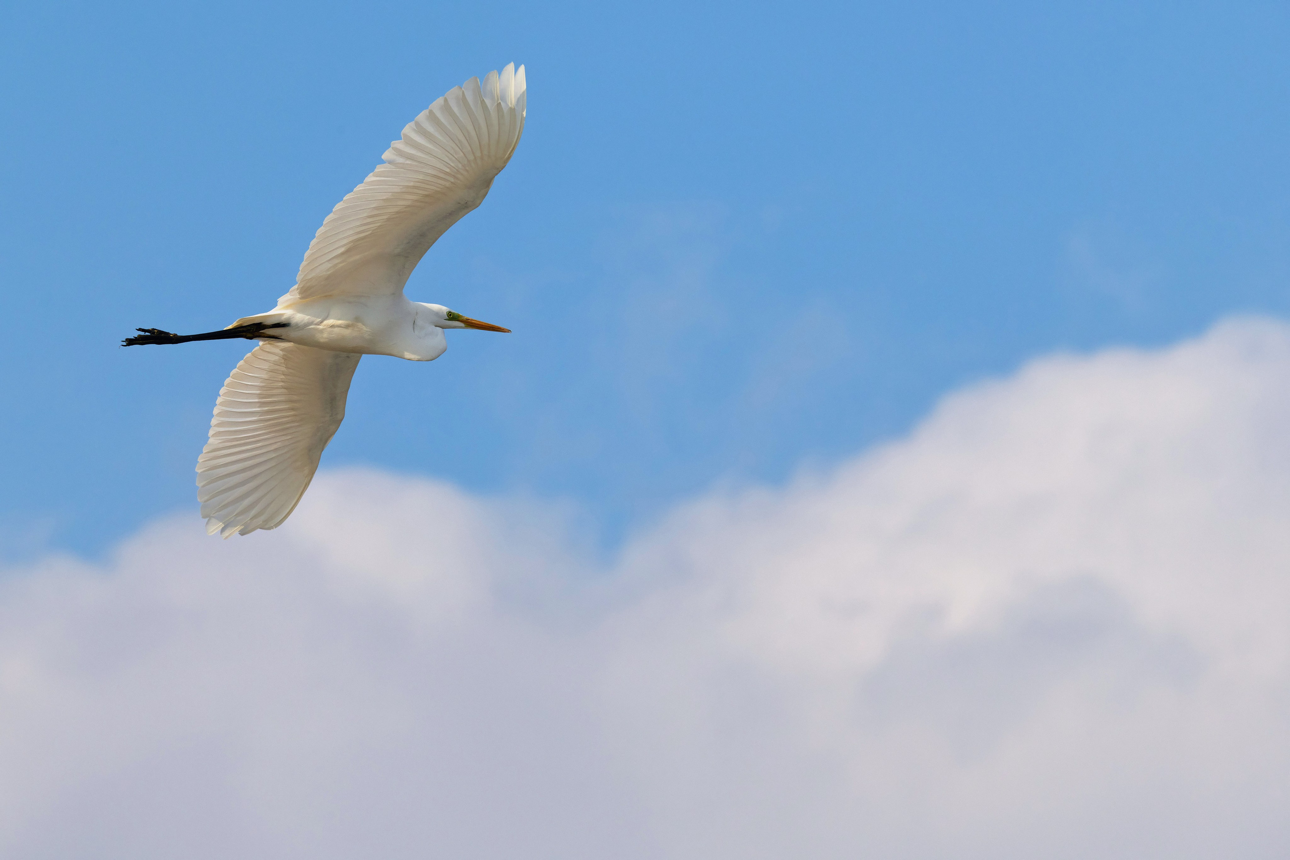 Цапля летит среди облаков, фото снизу