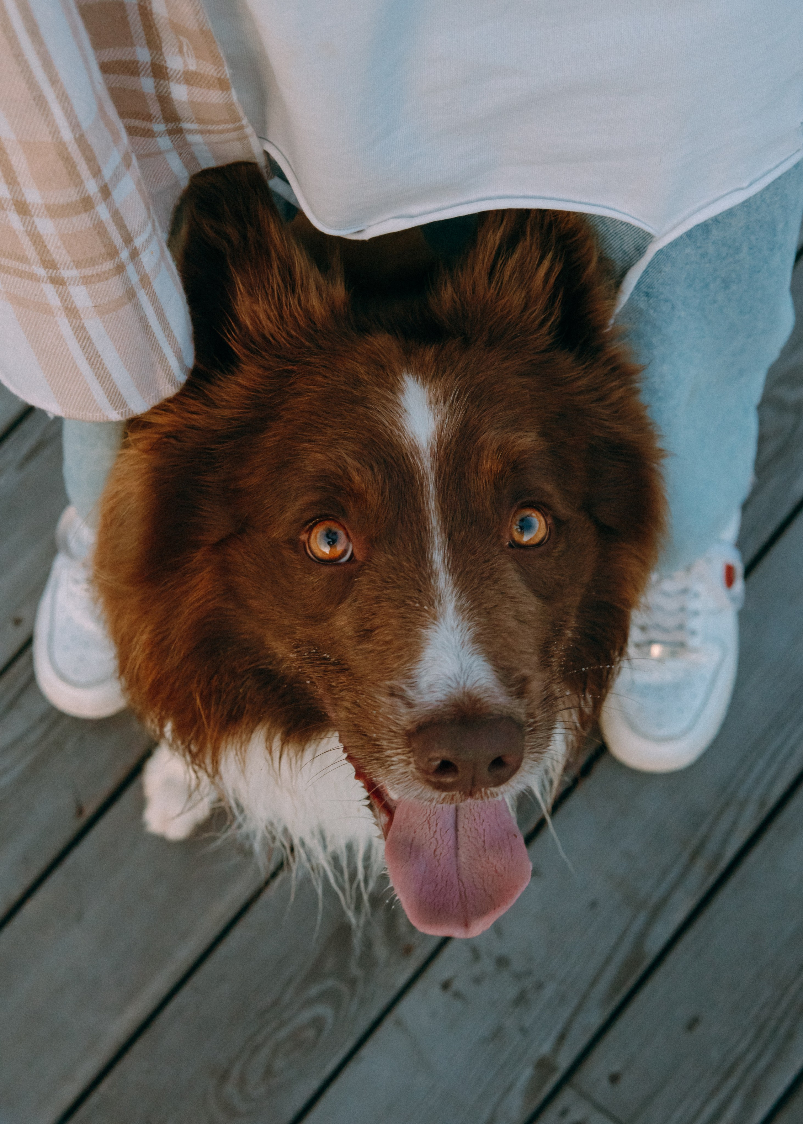 Виолетта, Лила и Питер. Фотограф-анималист Ксения Воробьева, Москва