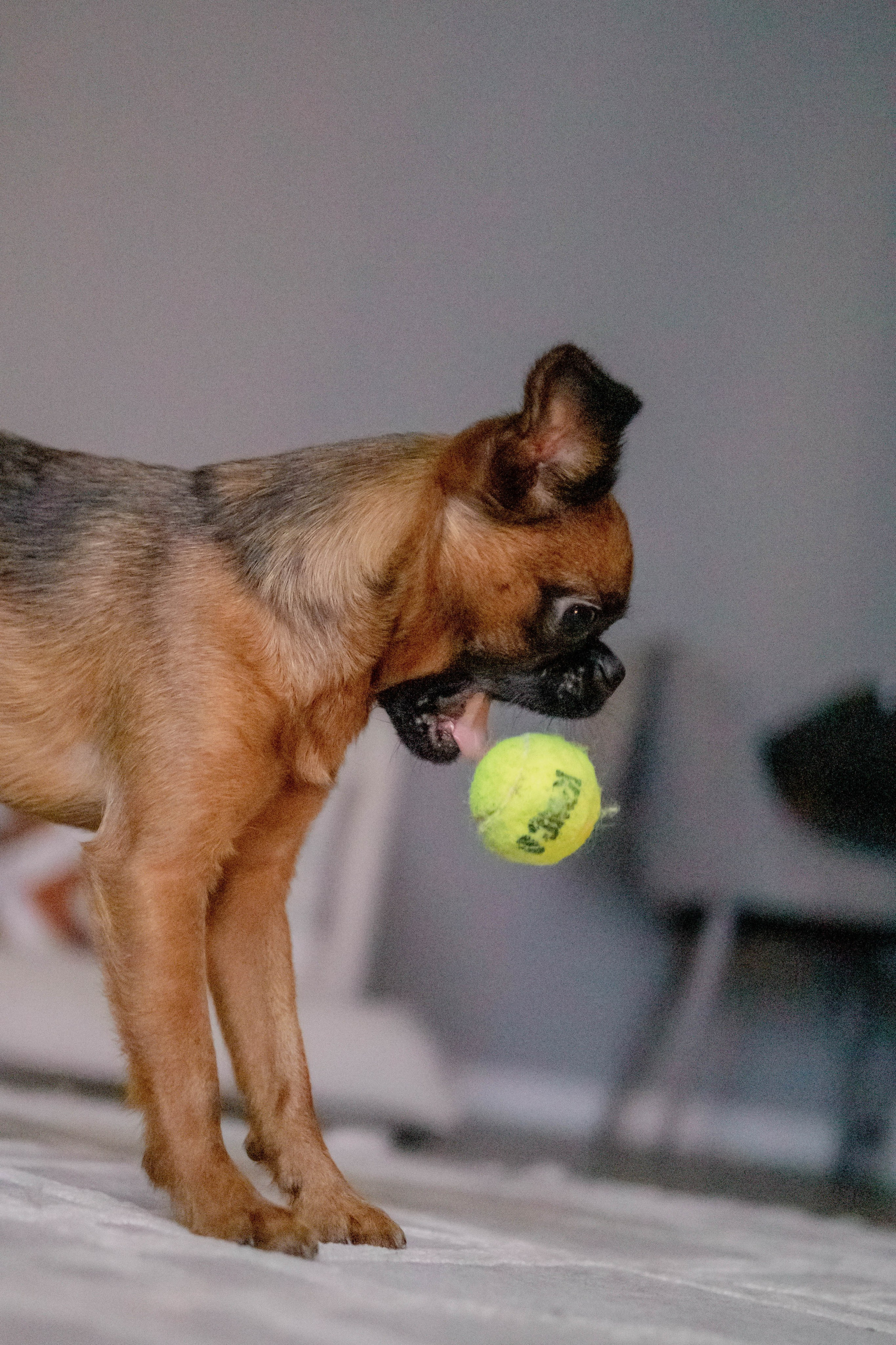 Надя и Ефим. Фотограф-анималист Ксения Воробьева, Москва